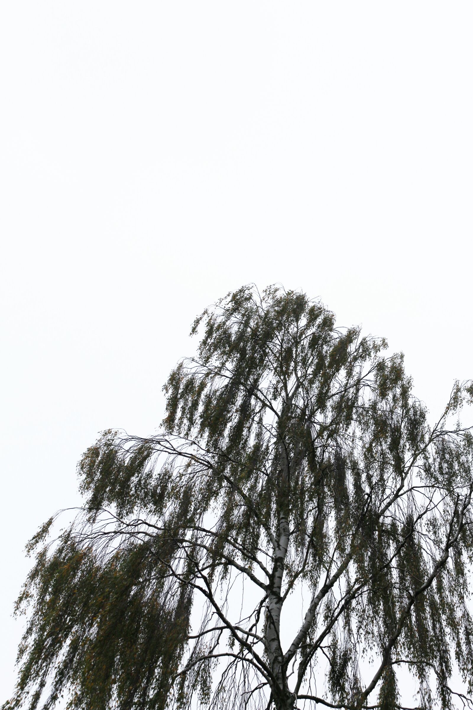 Canon EOS 700D (EOS Rebel T5i / EOS Kiss X7i) sample photo. Birch, tree, branches photography