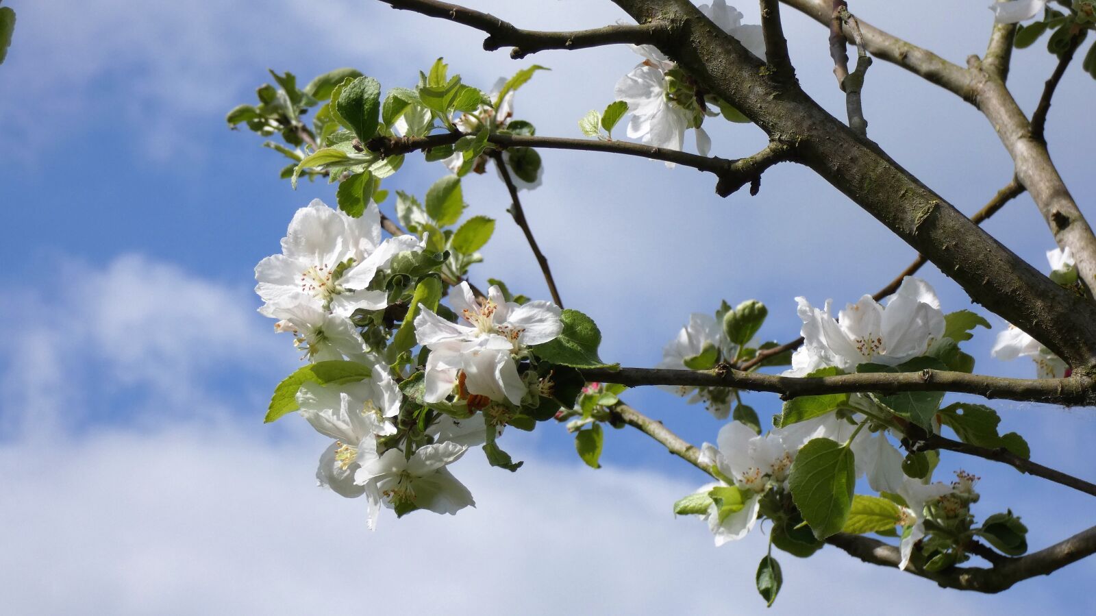 Panasonic DC-FZ83 sample photo. Blossom, apple tree, nature photography