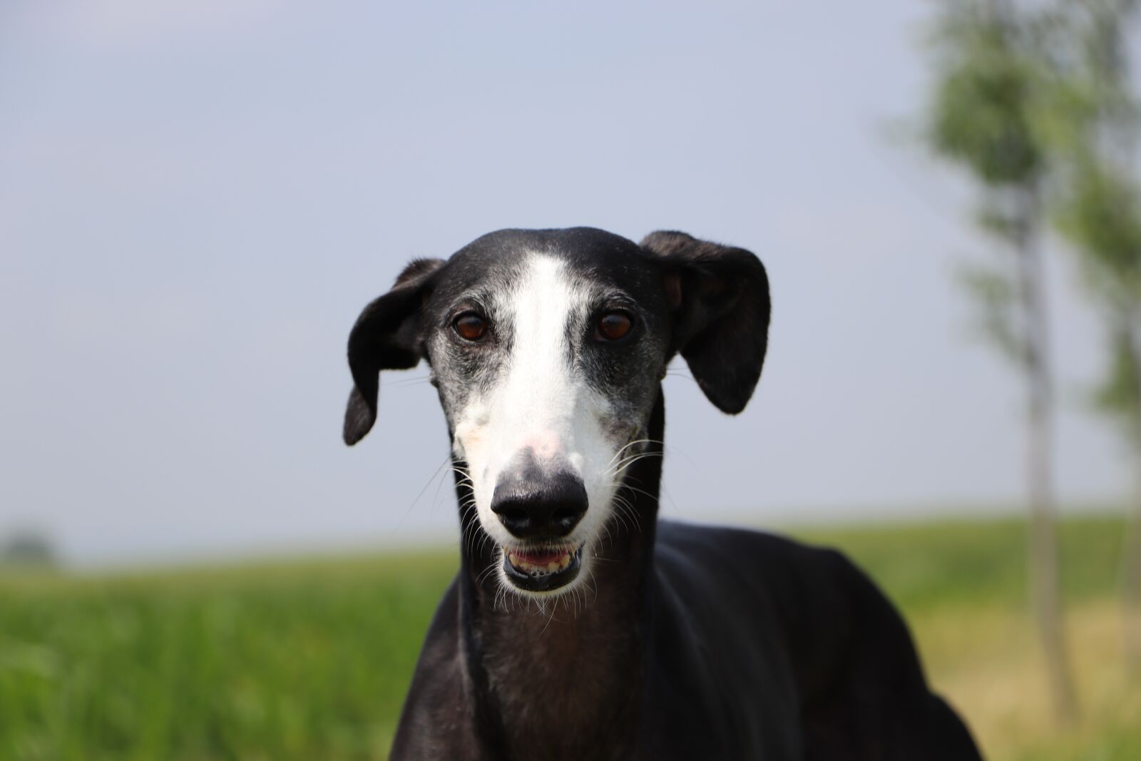 Canon EOS 800D (EOS Rebel T7i / EOS Kiss X9i) + Canon EF-S 18-135mm F3.5-5.6 IS STM sample photo. Spanish galgo, spanish greyhound photography