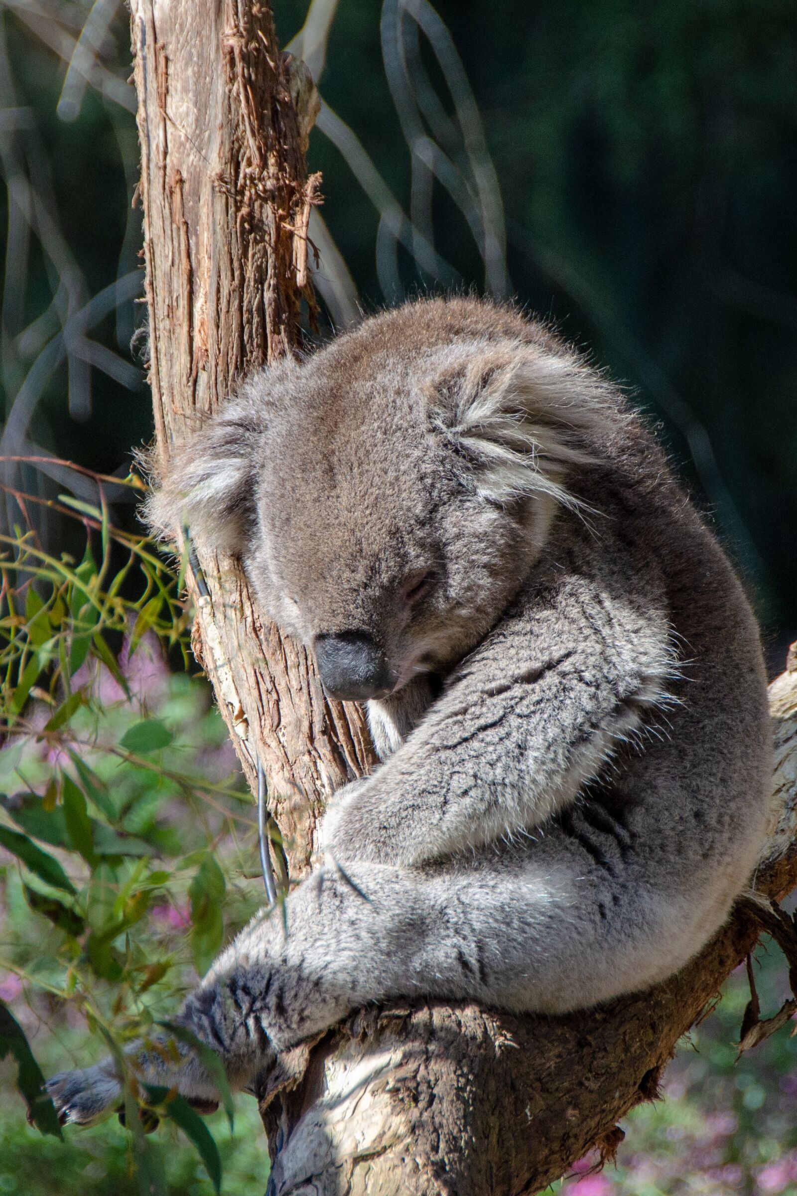 Nikon D5100 sample photo. Koala, marsupial, mammal photography