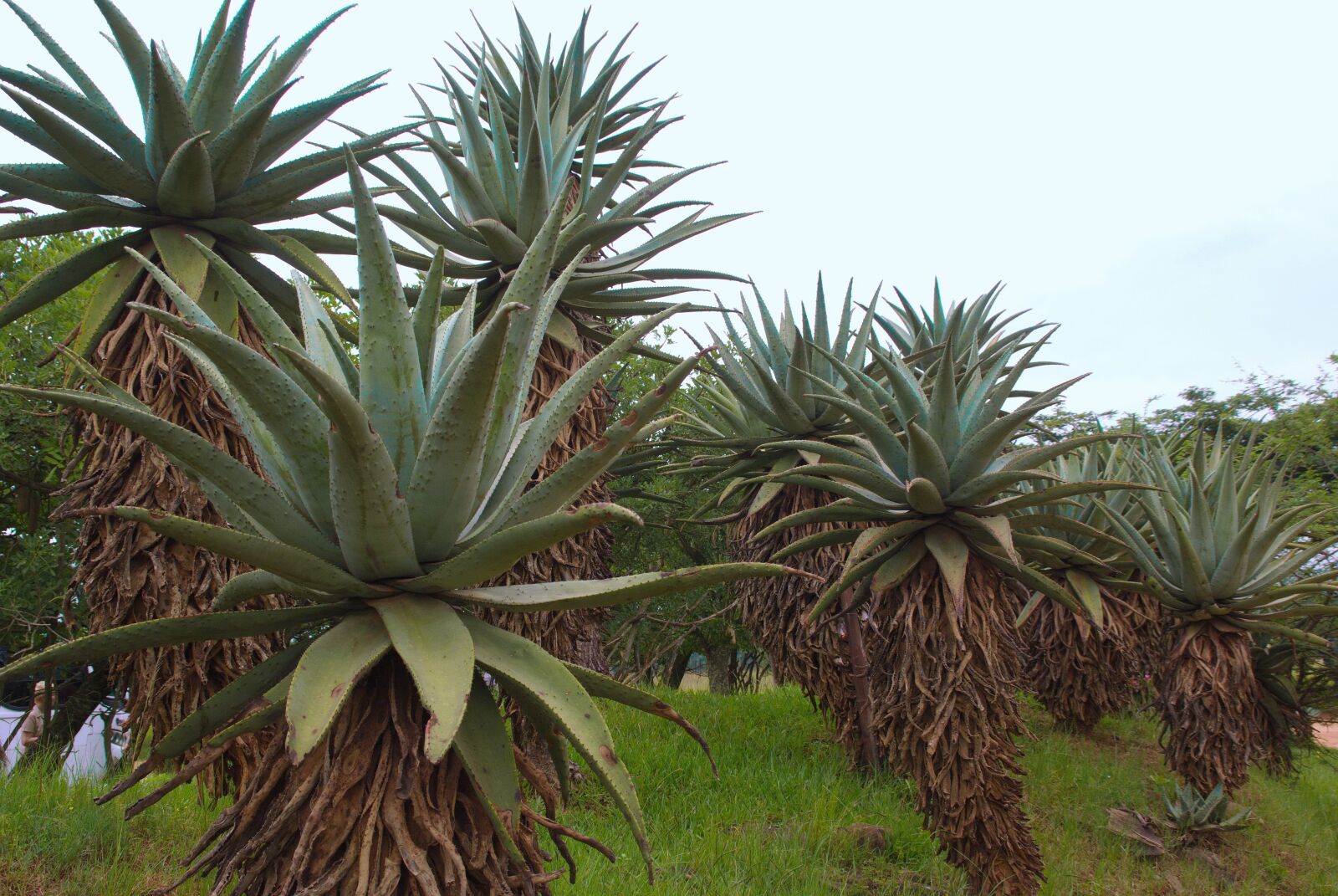 Pentax K200D sample photo. South africa, agave, agriculture photography