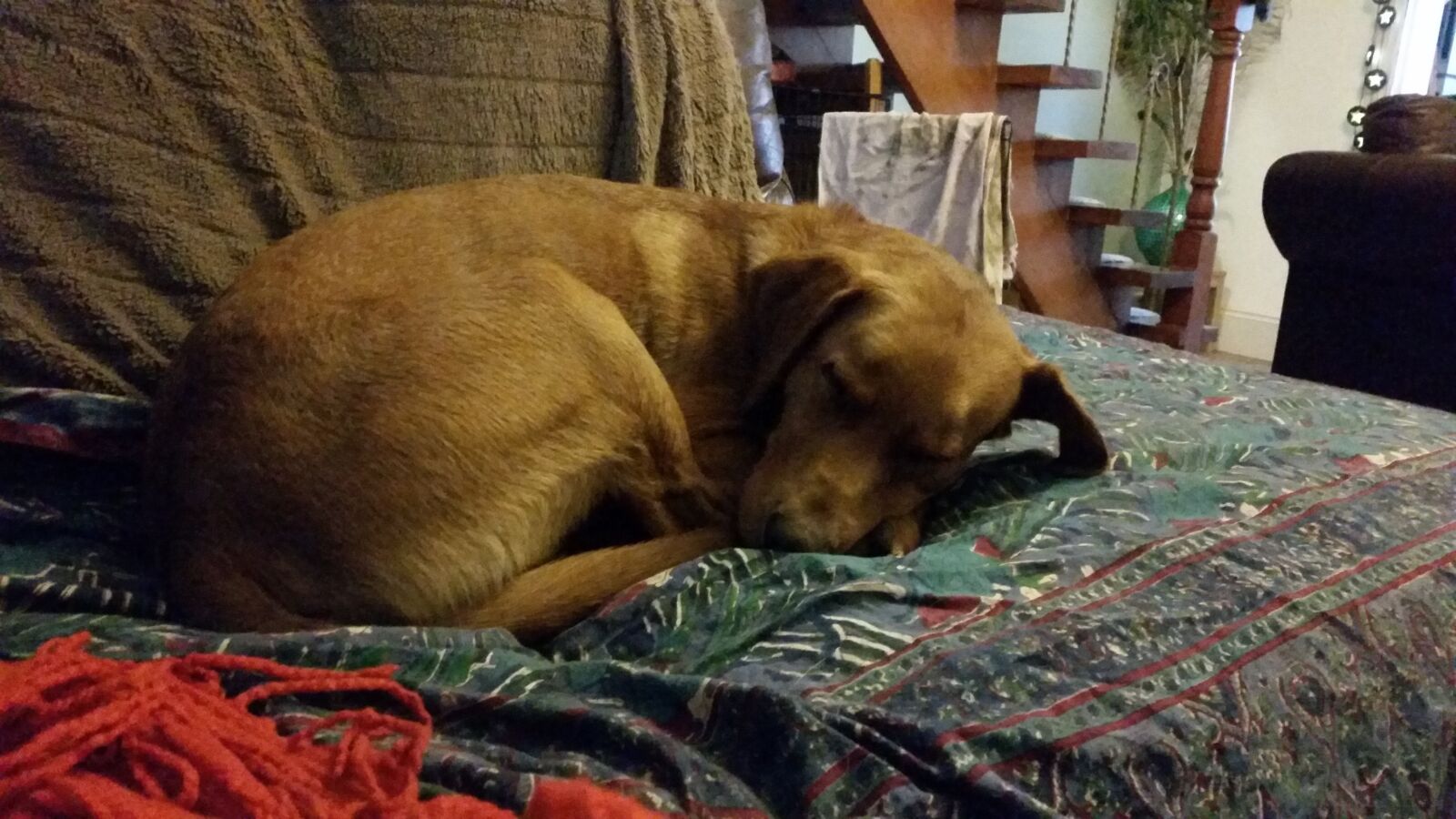 Samsung Galaxy S5 sample photo. Sleeping, dog, animal photography