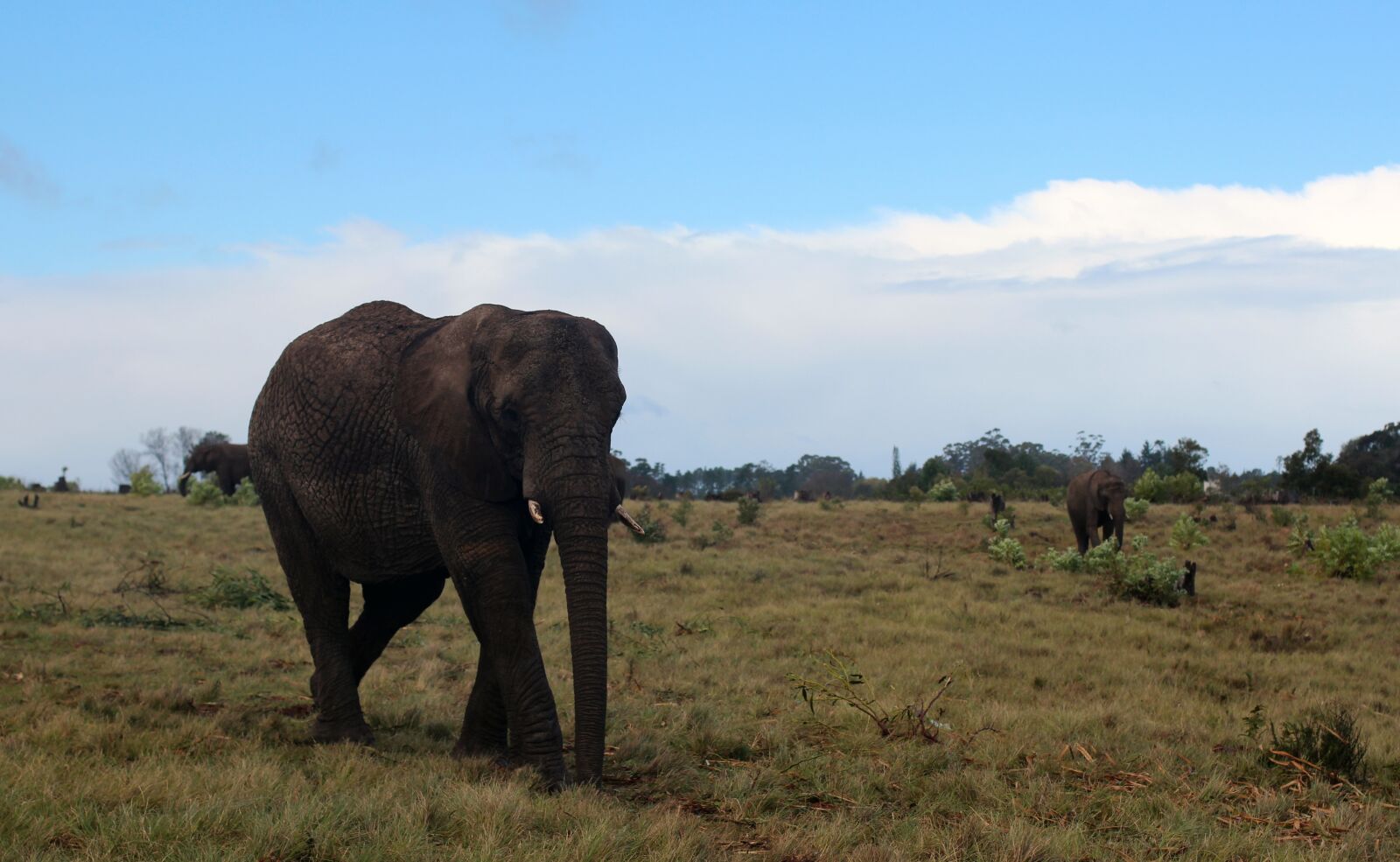 Canon EOS 600D (Rebel EOS T3i / EOS Kiss X5) + Canon EF 50mm F1.4 USM sample photo. Elephant, pachyderm, africa photography