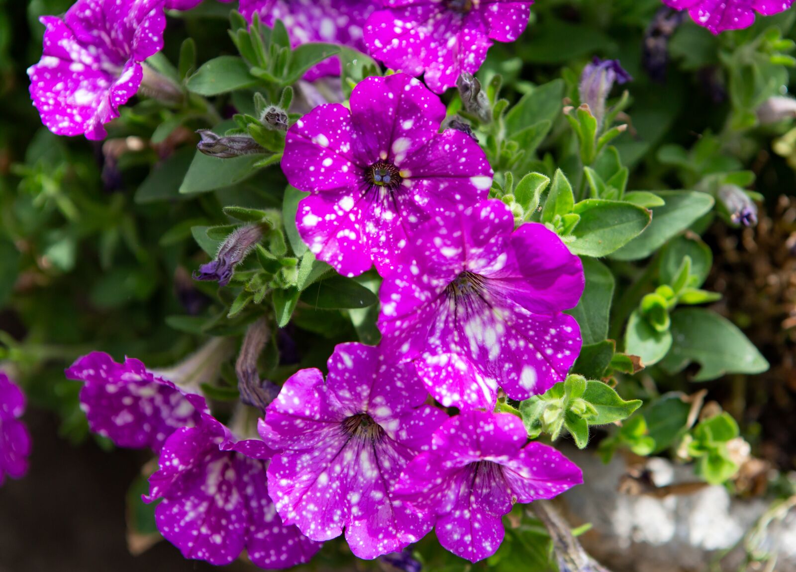 Canon EOS 5D Mark III + Canon EF 24-70mm F2.8L USM sample photo. Flower, purple, garden photography