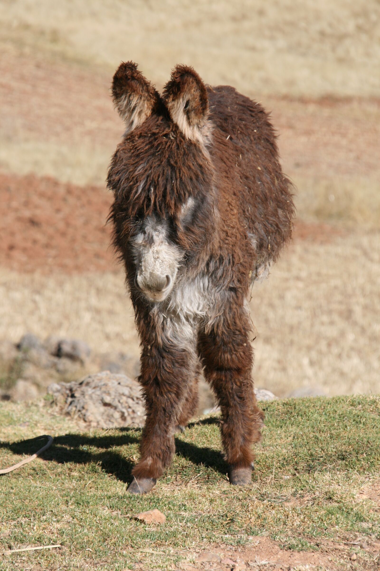 Canon EOS 400D (EOS Digital Rebel XTi / EOS Kiss Digital X) sample photo. Donkey, peru, animal photography