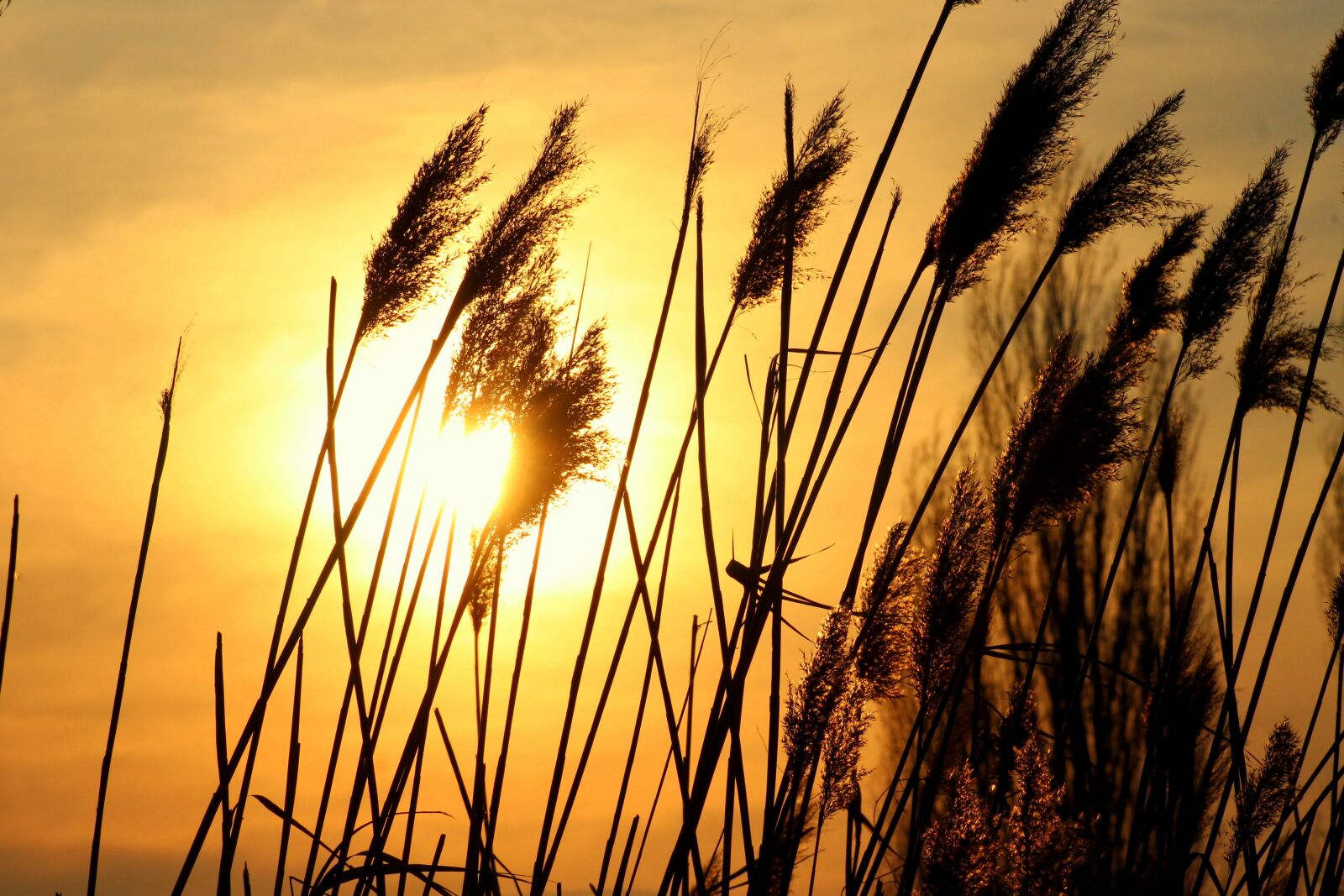 Canon EOS 1200D (EOS Rebel T5 / EOS Kiss X70 / EOS Hi) sample photo. Evening, grass, sunset photography