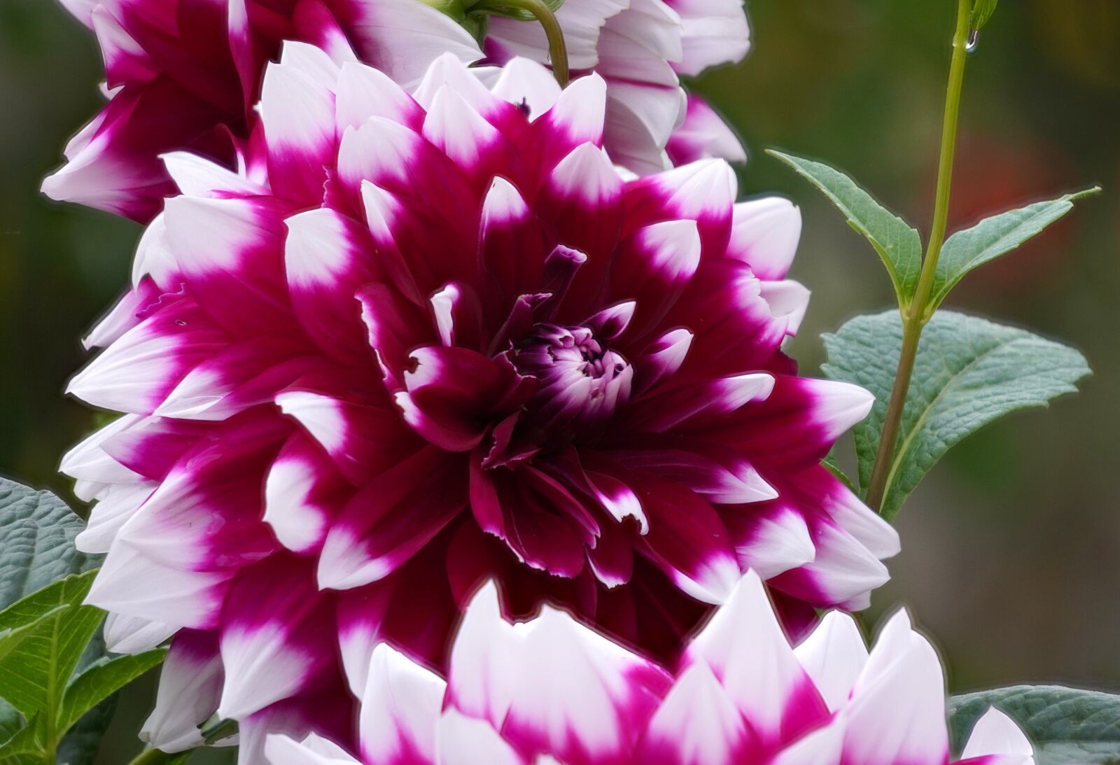 Sony E 55-210mm F4.5-6.3 OSS sample photo. Dahlia, blossom, bloom photography