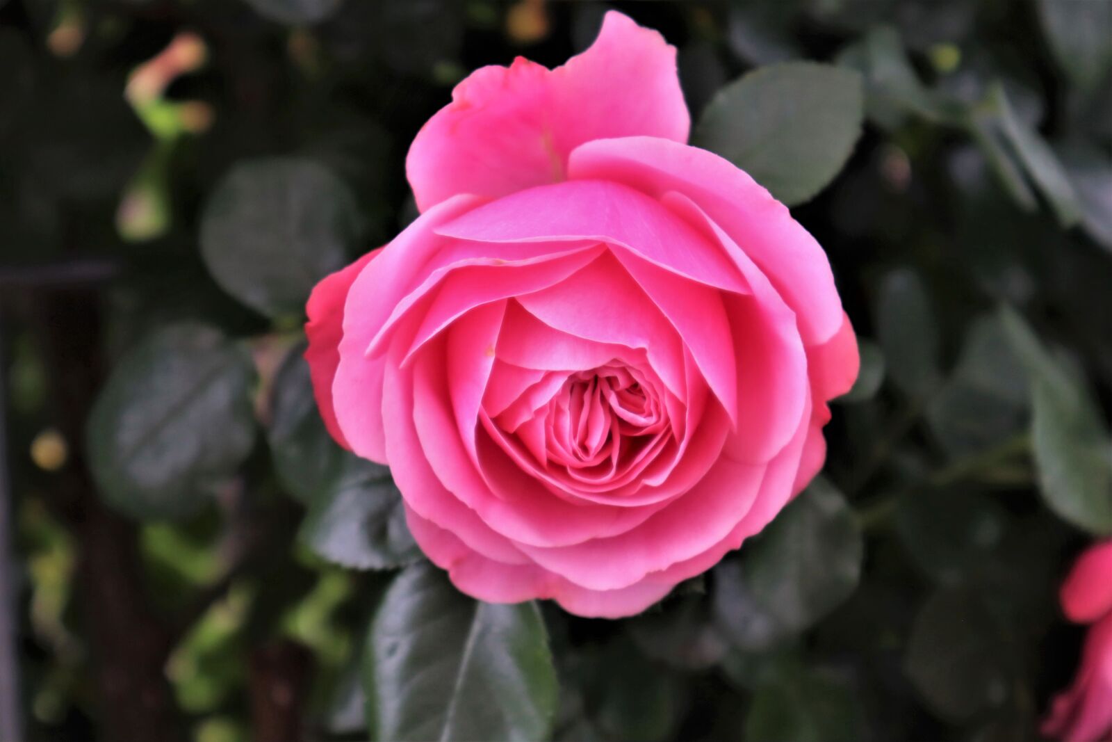 Canon EOS M50 (EOS Kiss M) sample photo. Rose, rose bush, garden photography