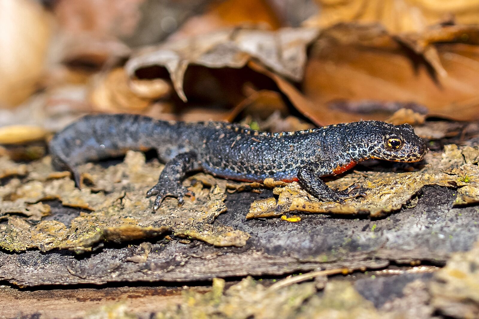 Olympus E-520 (EVOLT E-520) + OLYMPUS 35mm Lens sample photo. Alpine newt, newt, amphibians photography