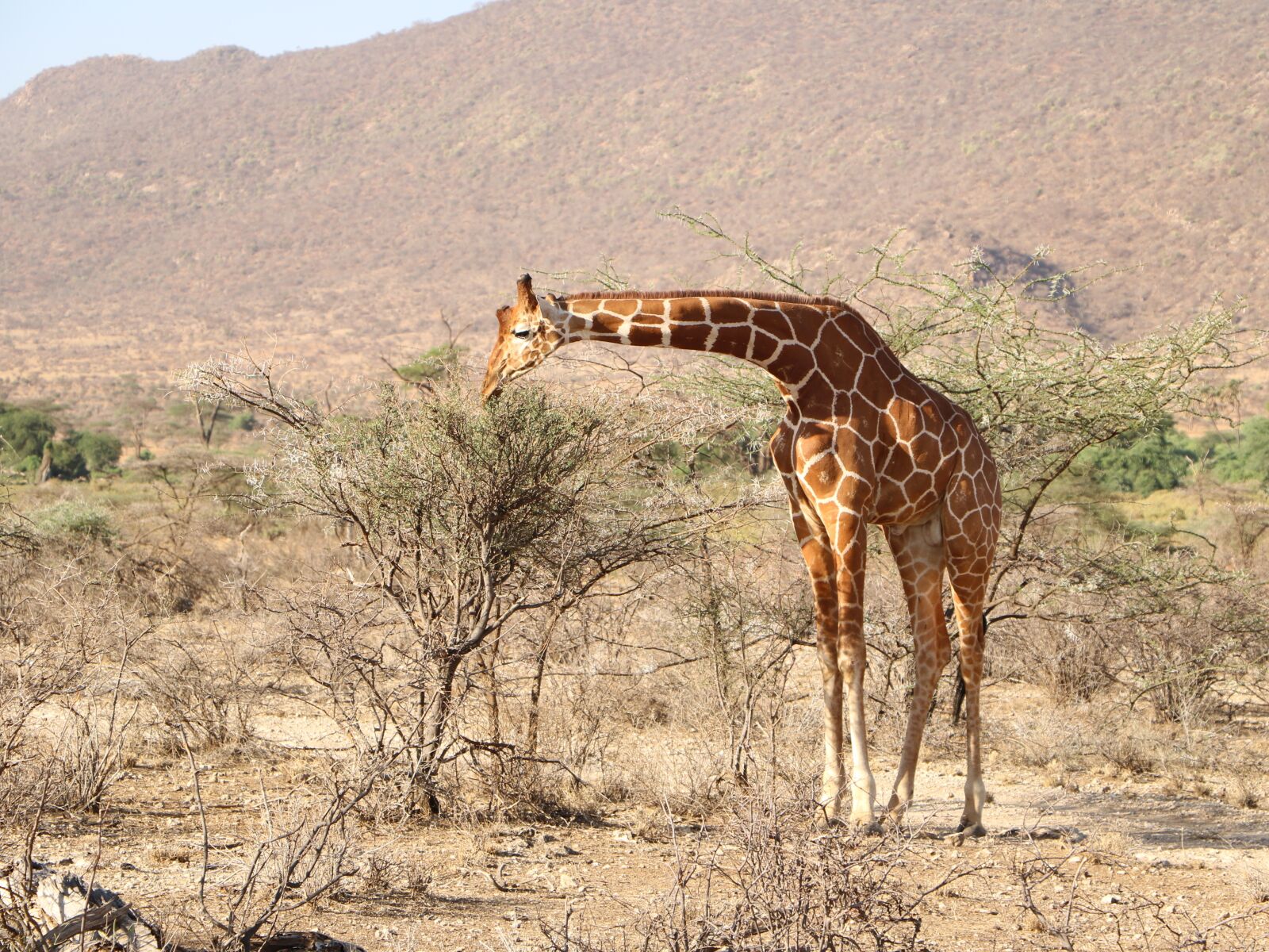 Canon EOS 760D (EOS Rebel T6s / EOS 8000D) sample photo. Giraffe, safari, nature photography