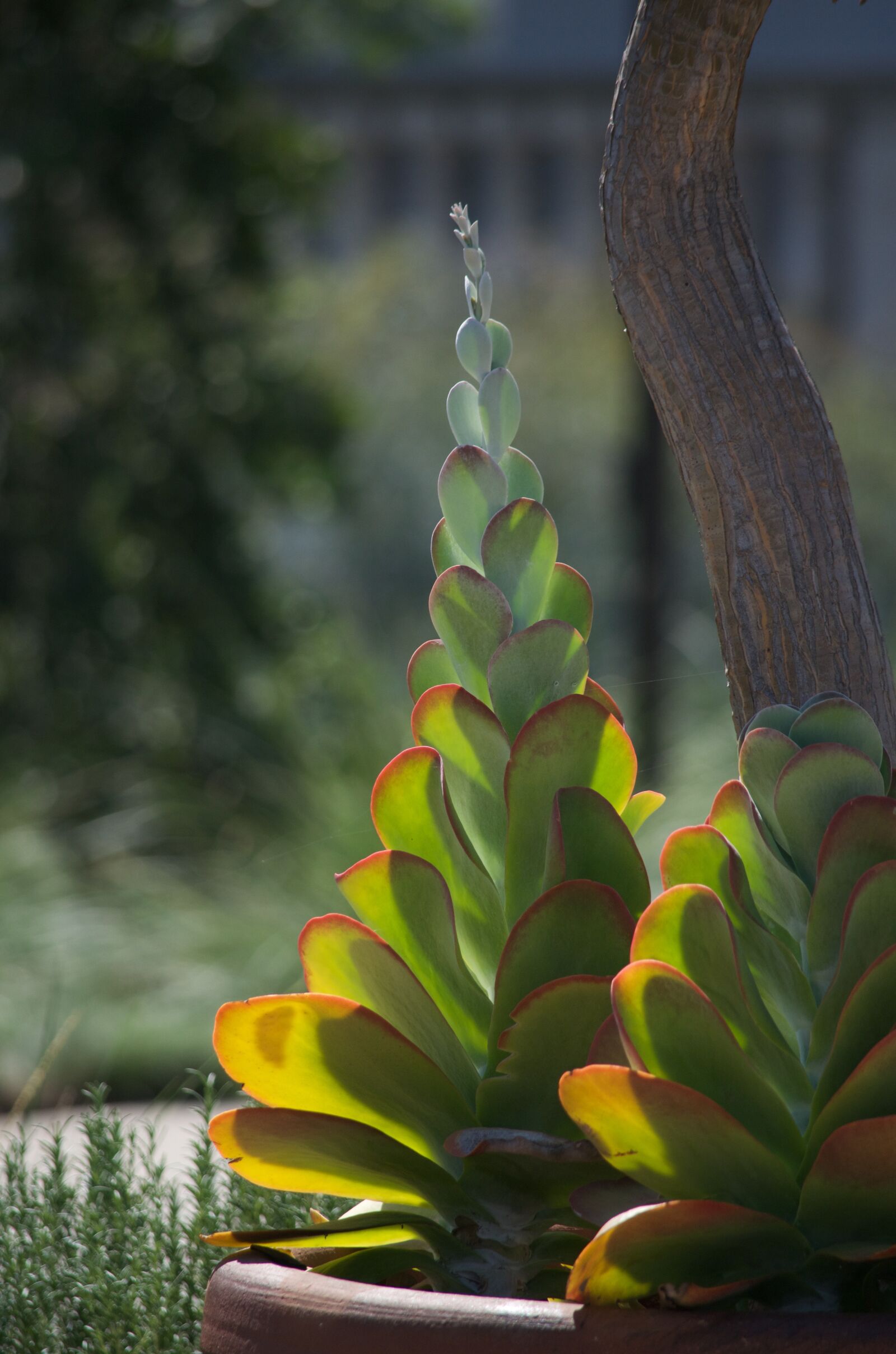 Nikon D5100 sample photo. Botanical, garden, cactus, desert photography