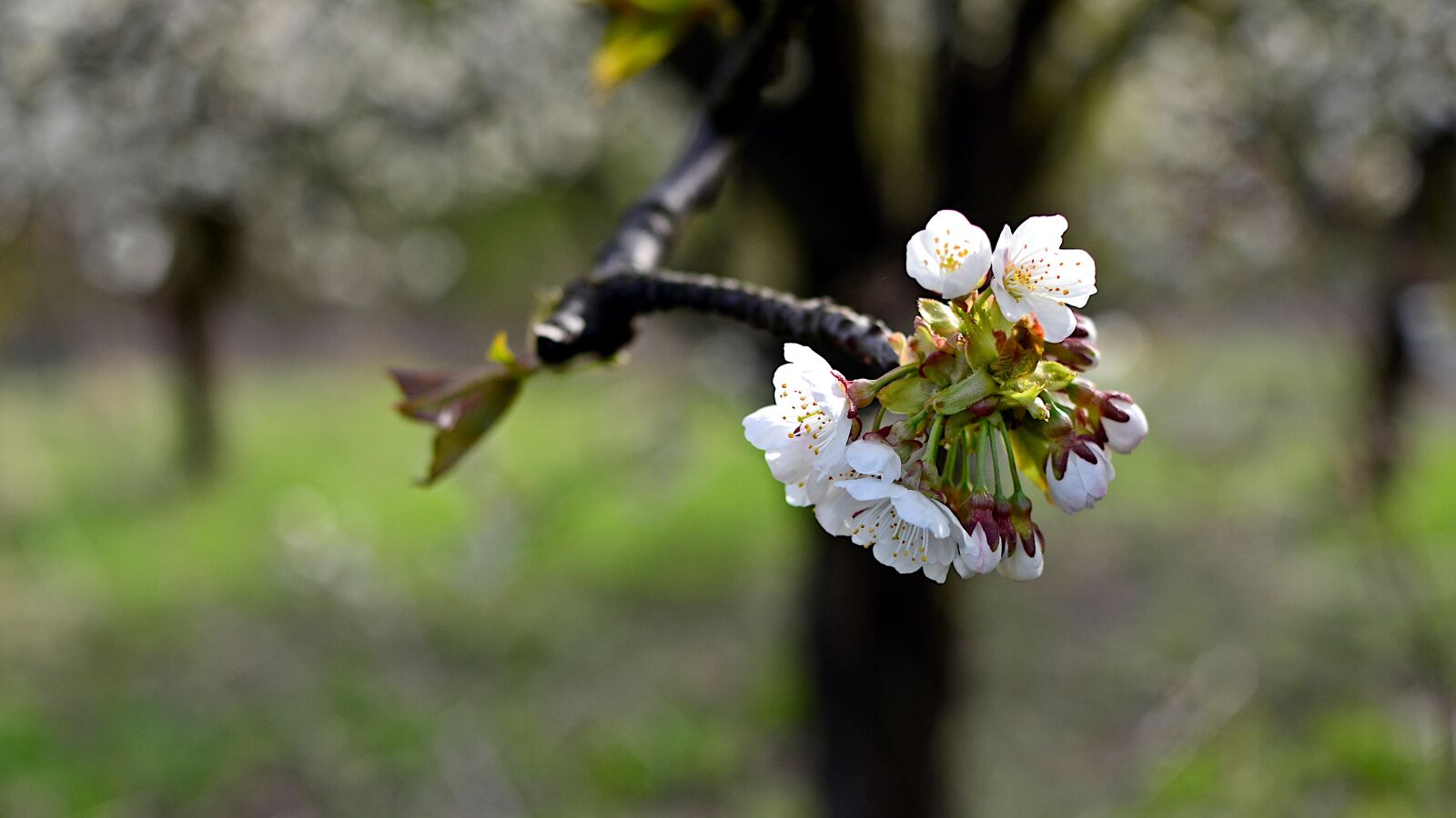 Nikon D7000 sample photo. Flowers, cherry, spring photography