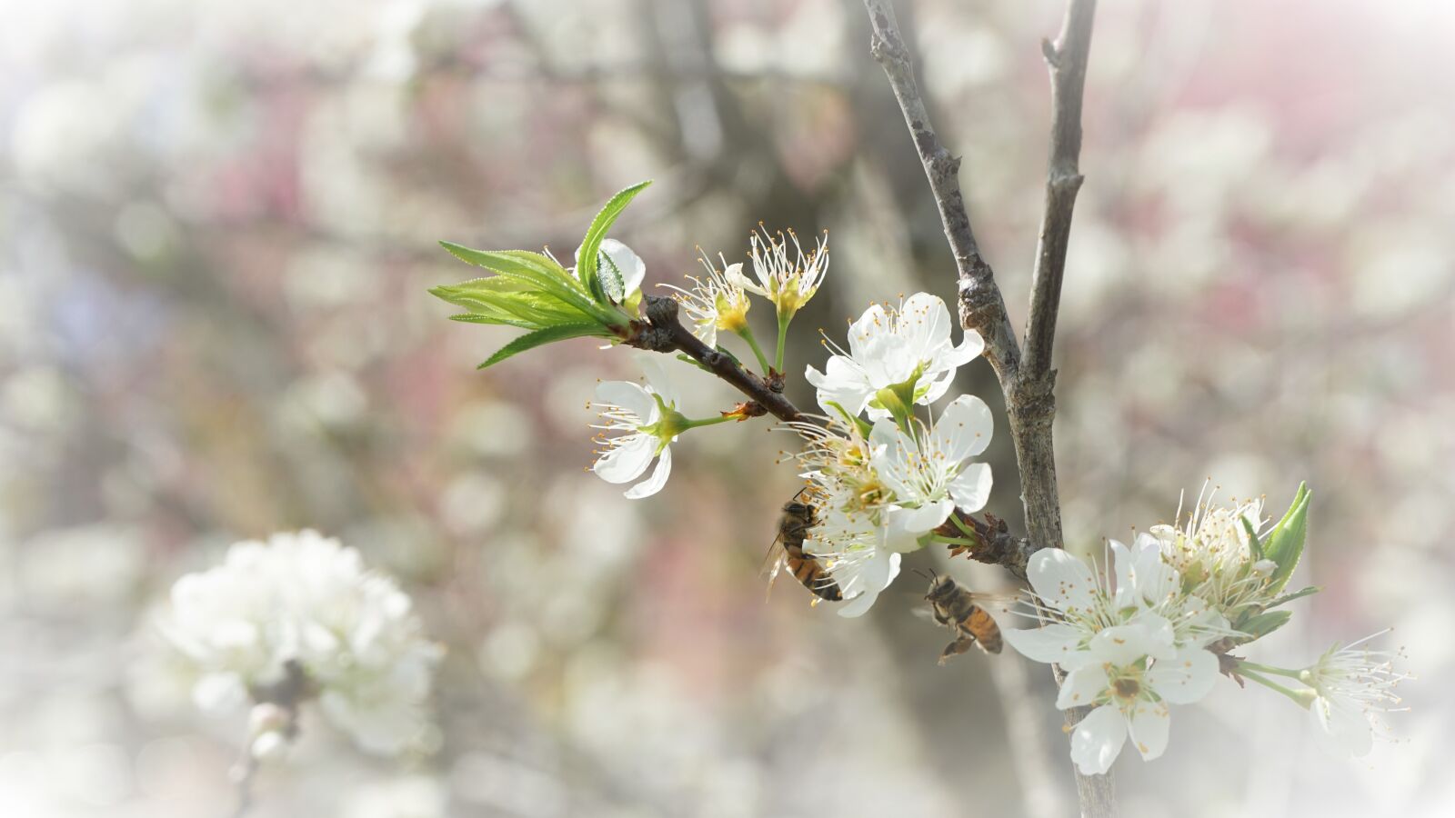 Sony a7R sample photo. Bee, plum blossom, taiwan photography