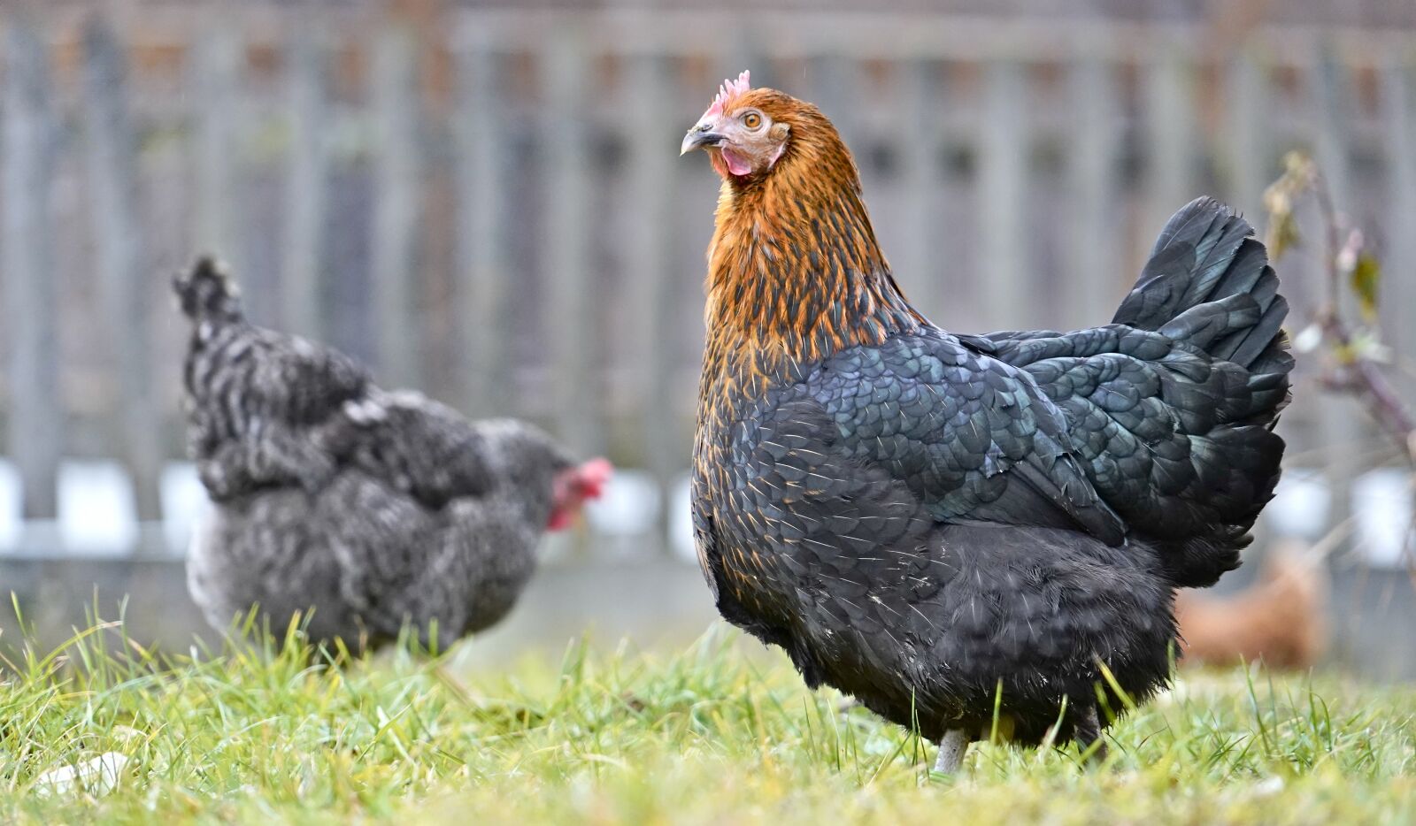 Sony a7 III sample photo. Chicken, biohuhn, chicks photography