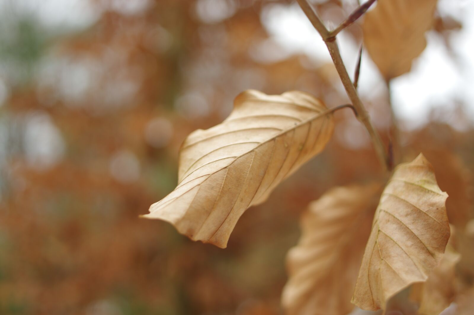 Pentax K-3 II sample photo. Plant, leaf, autumn photography