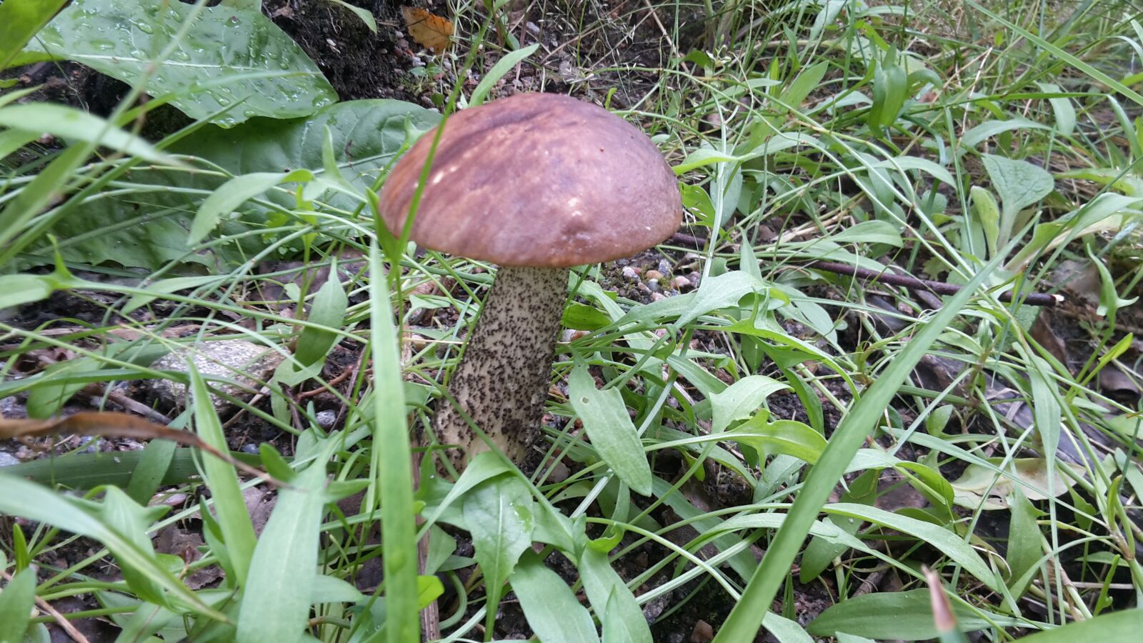 Samsung Galaxy S5 Mini sample photo. Mushrooms, forest, summer photography