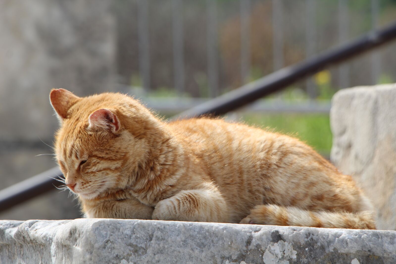 Canon EF-S 18-135mm F3.5-5.6 IS USM sample photo. Sleep, cat, animal photography
