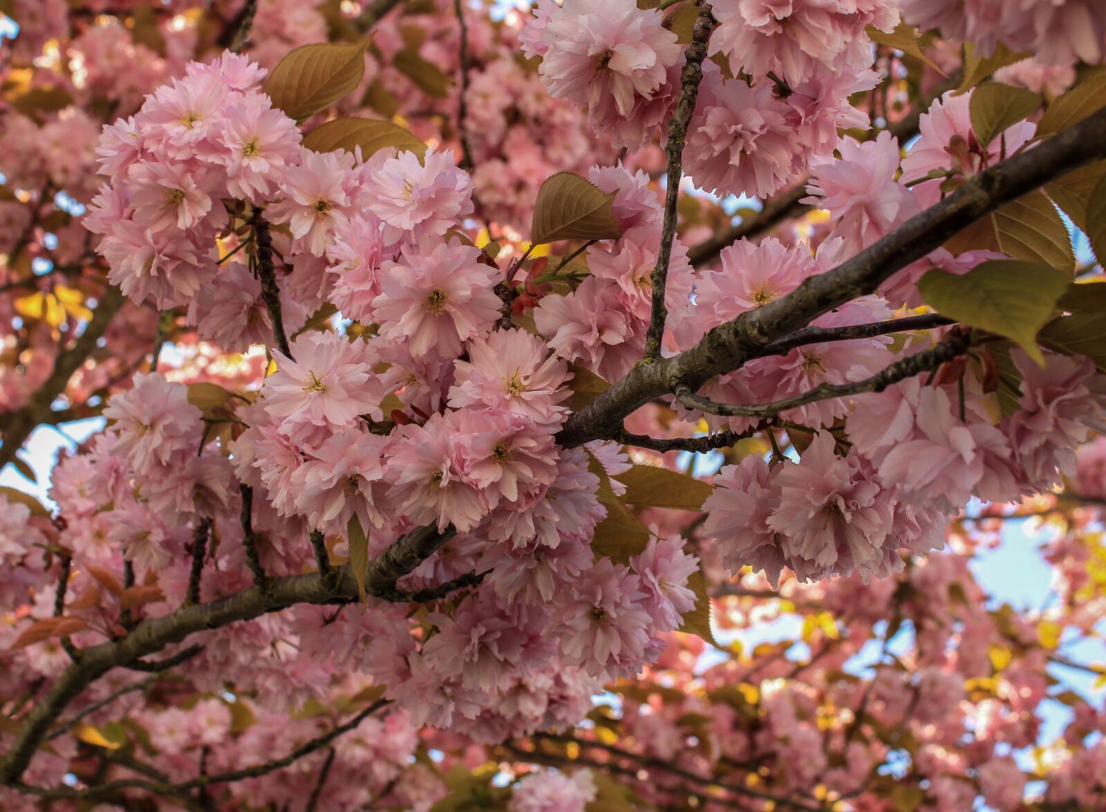 Canon EOS 2000D (EOS Rebel T7 / EOS Kiss X90 / EOS 1500D) sample photo. Cherry blossom, japanese cherry photography