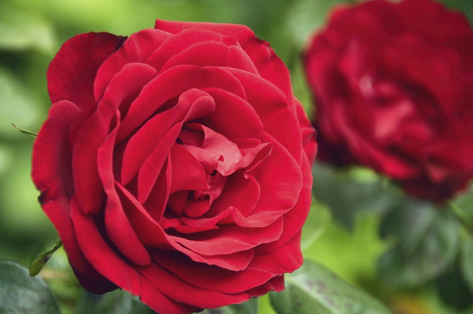 Nikon D90 sample photo. Rose, flower, red photography