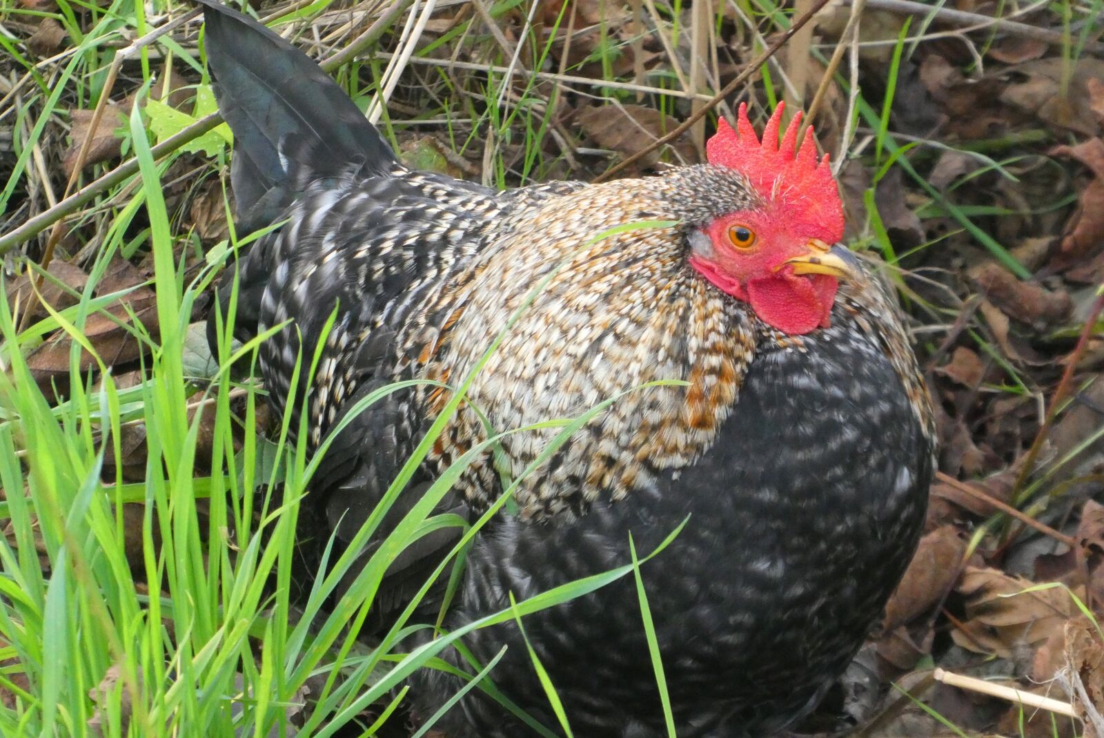 Panasonic Lumix DC-ZS70 (Lumix DC-TZ90) sample photo. Haan, feathers, farm photography