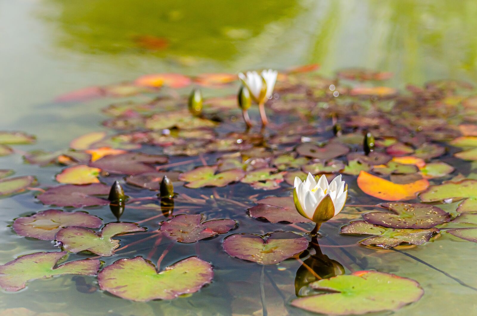 Nikon D7000 sample photo. Water lilies, flower, white photography