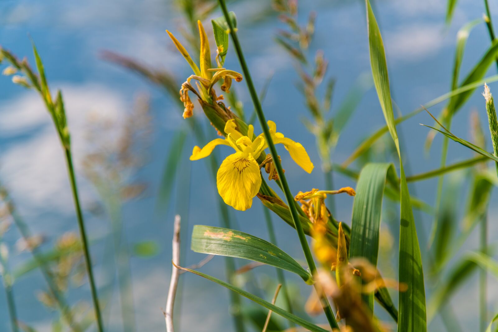 Nikon D850 sample photo. River, nature, plant photography