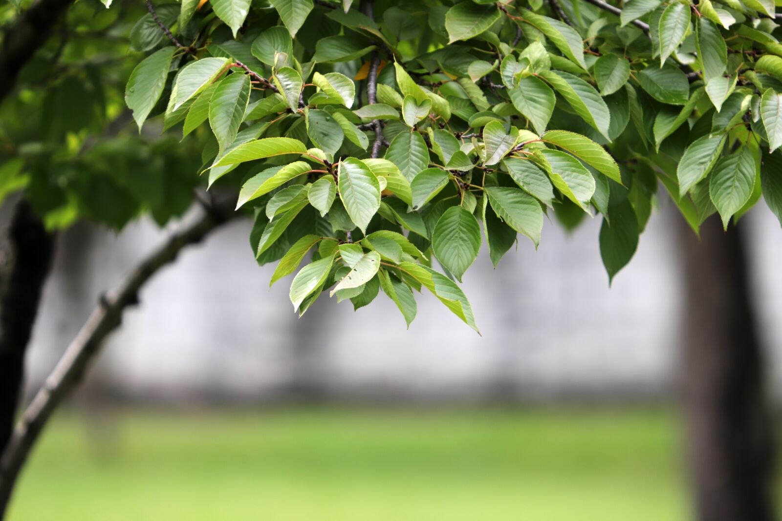 Canon EF 70-200mm F2.8L USM sample photo. The leaves, green, nature photography