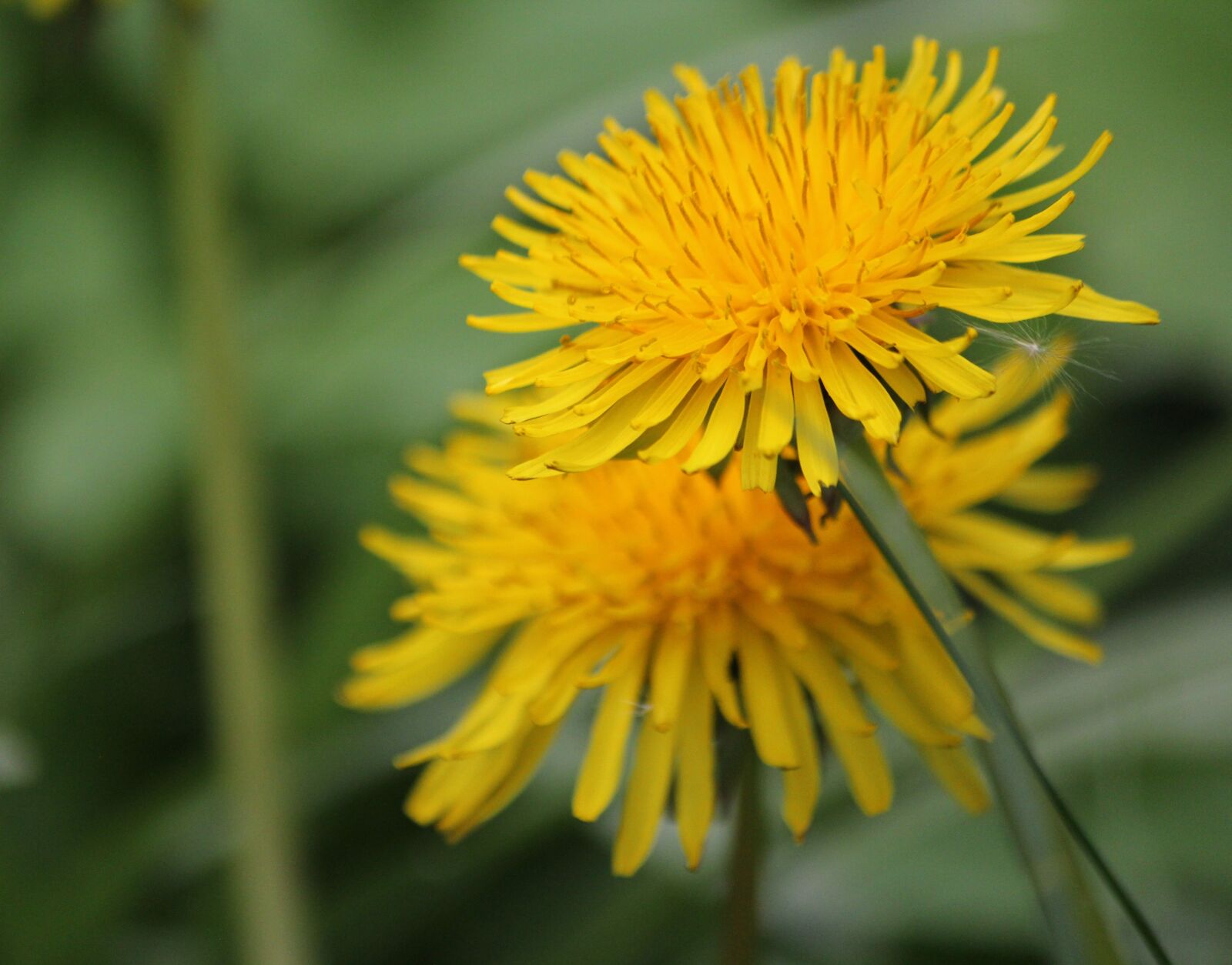 Canon EOS 550D (EOS Rebel T2i / EOS Kiss X4) sample photo. Lights flower, flower, yellow photography