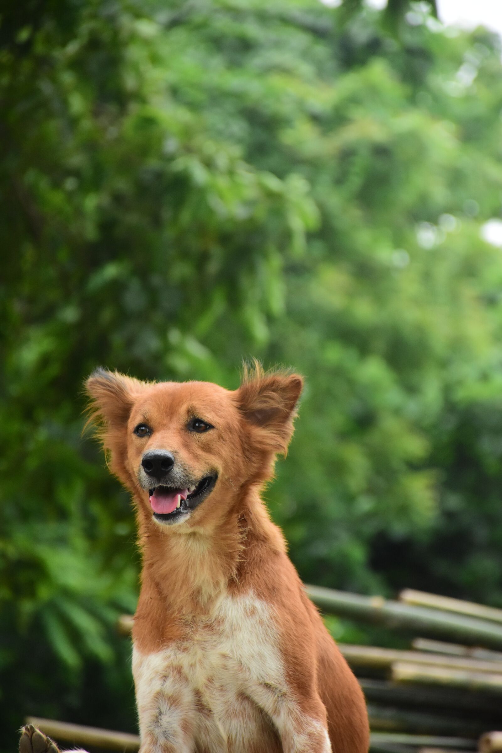 Nikon D7200 sample photo. Dog, portrait, dog portrait photography