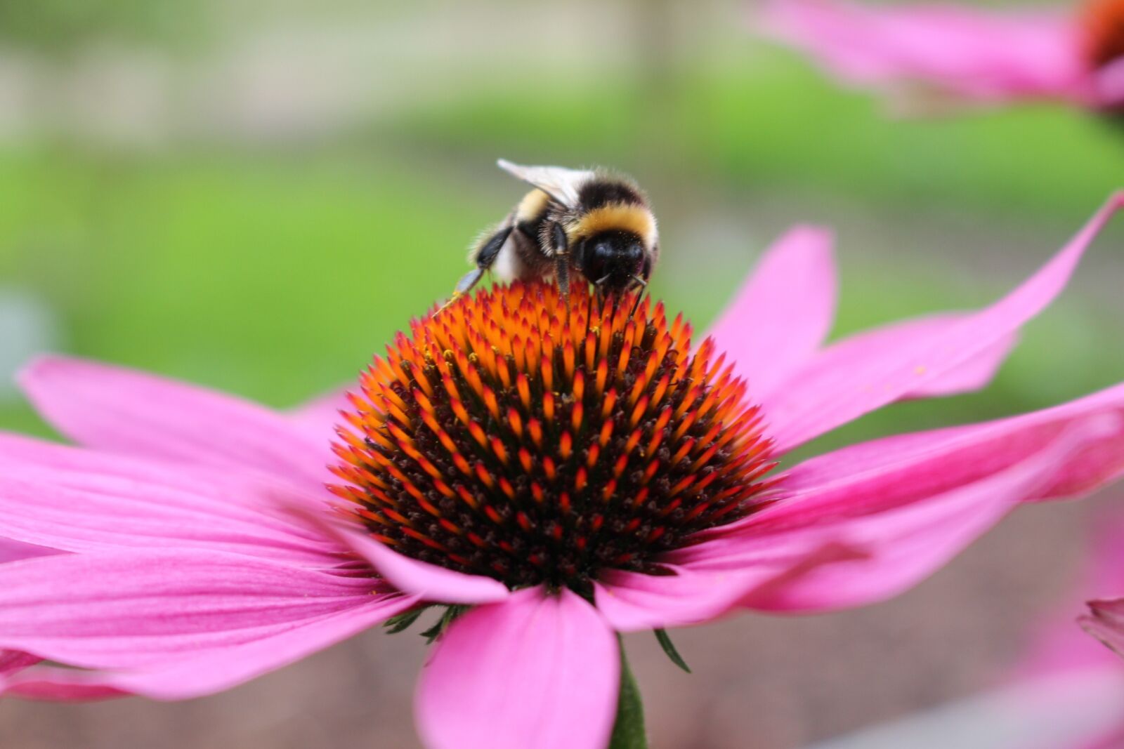 Canon EOS 700D (EOS Rebel T5i / EOS Kiss X7i) sample photo. Flower, hummel, pink photography