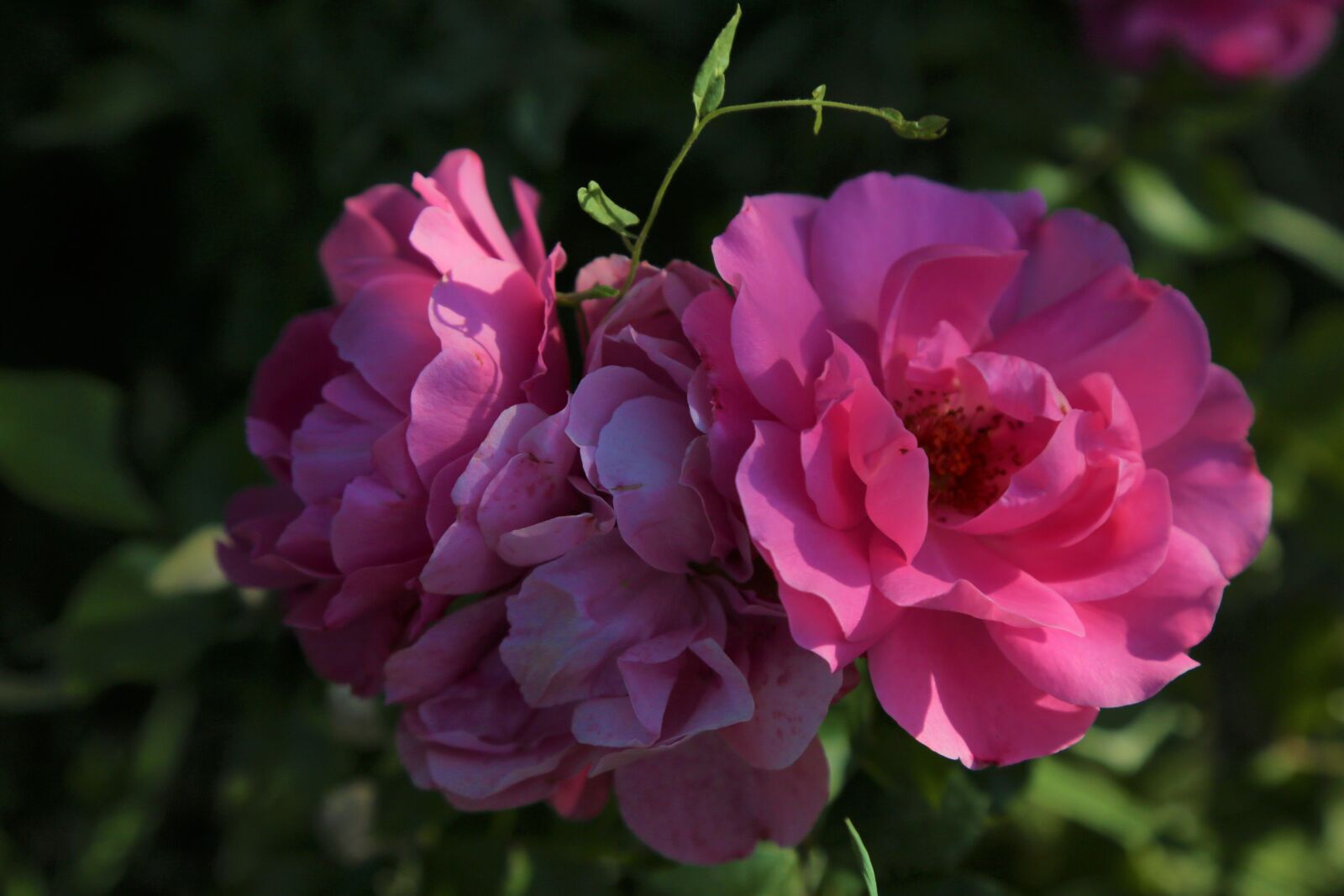 Canon EF 24-105mm F4L IS USM sample photo. Rose, roses, nature photography