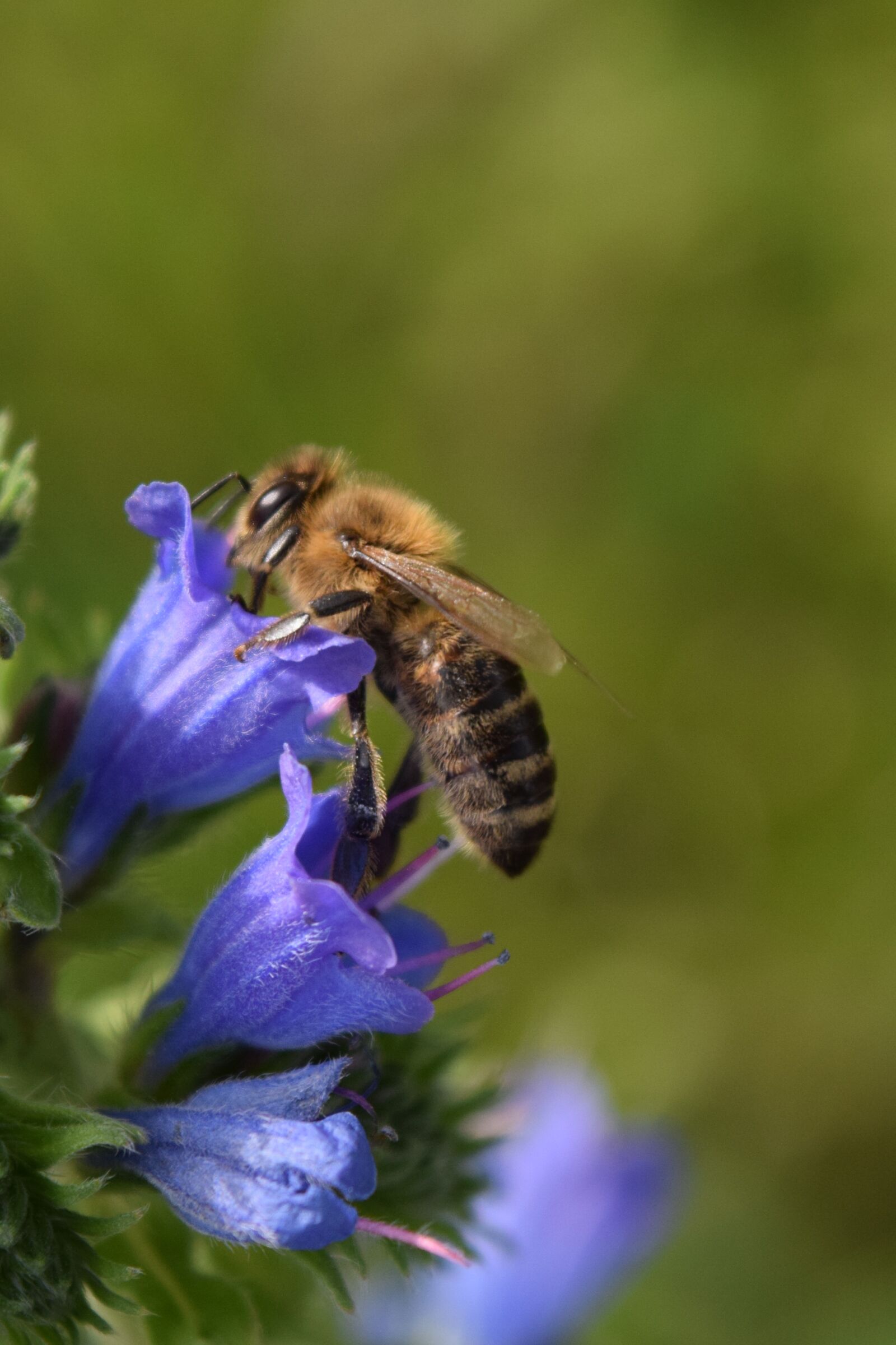 Nikon D3300 sample photo. Bee, blossom, bloom photography