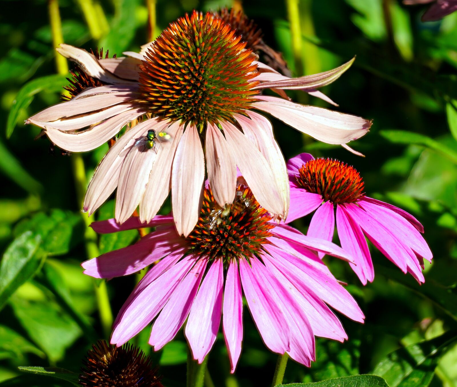 Sony E 70-350mm F4.5-6.3 G OSS sample photo. Coneflowers, flowers, plant photography