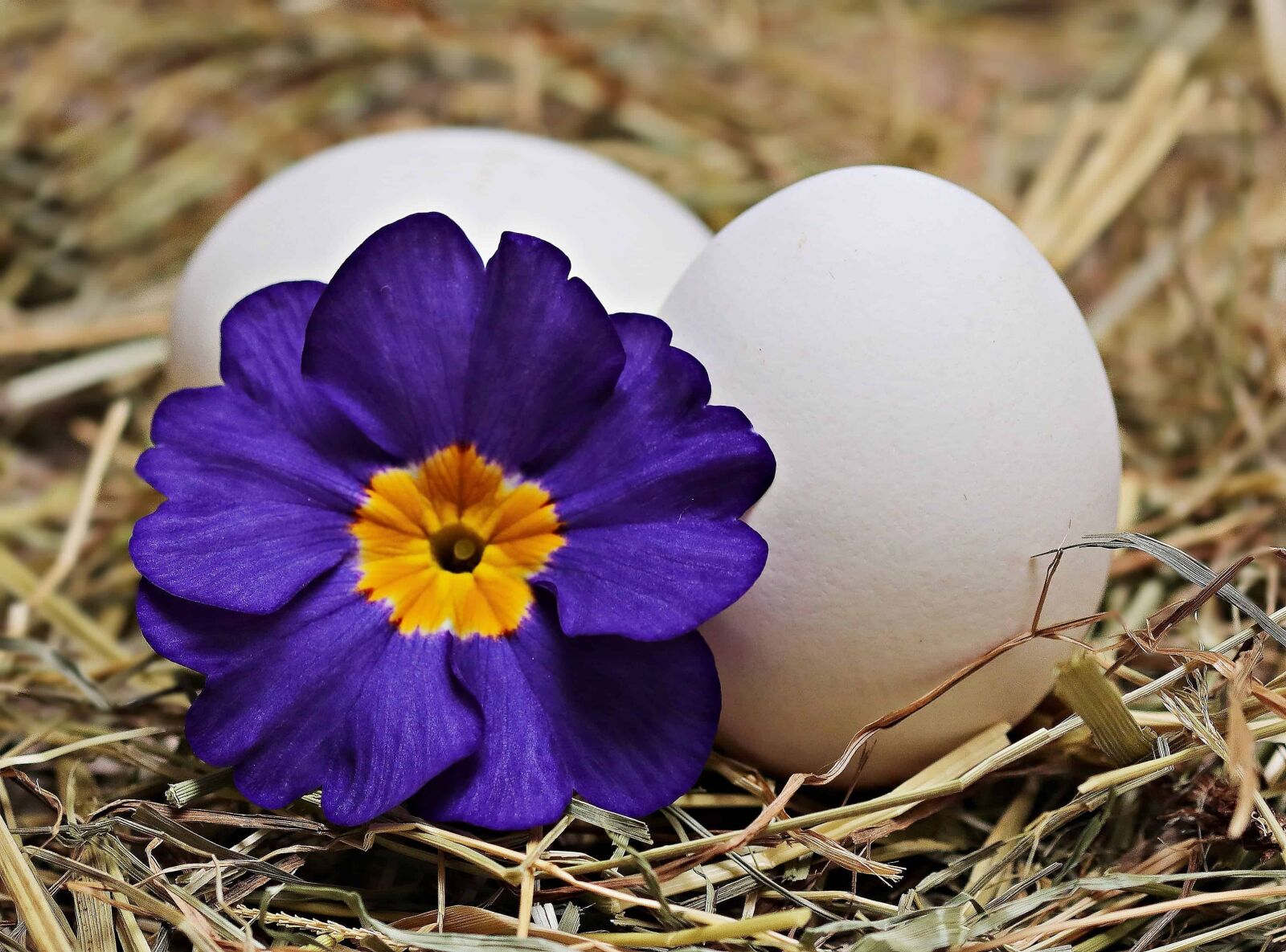 Canon EOS 80D sample photo. Easter egg, flower, nature photography