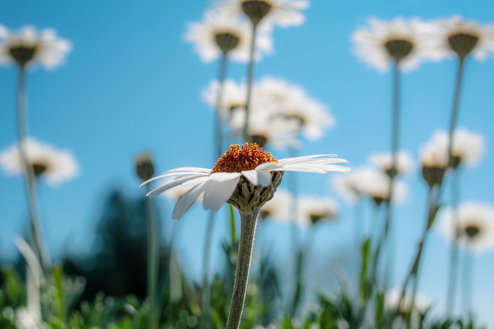 35mm F1.4 sample photo. Margarite, blossom, bloom photography