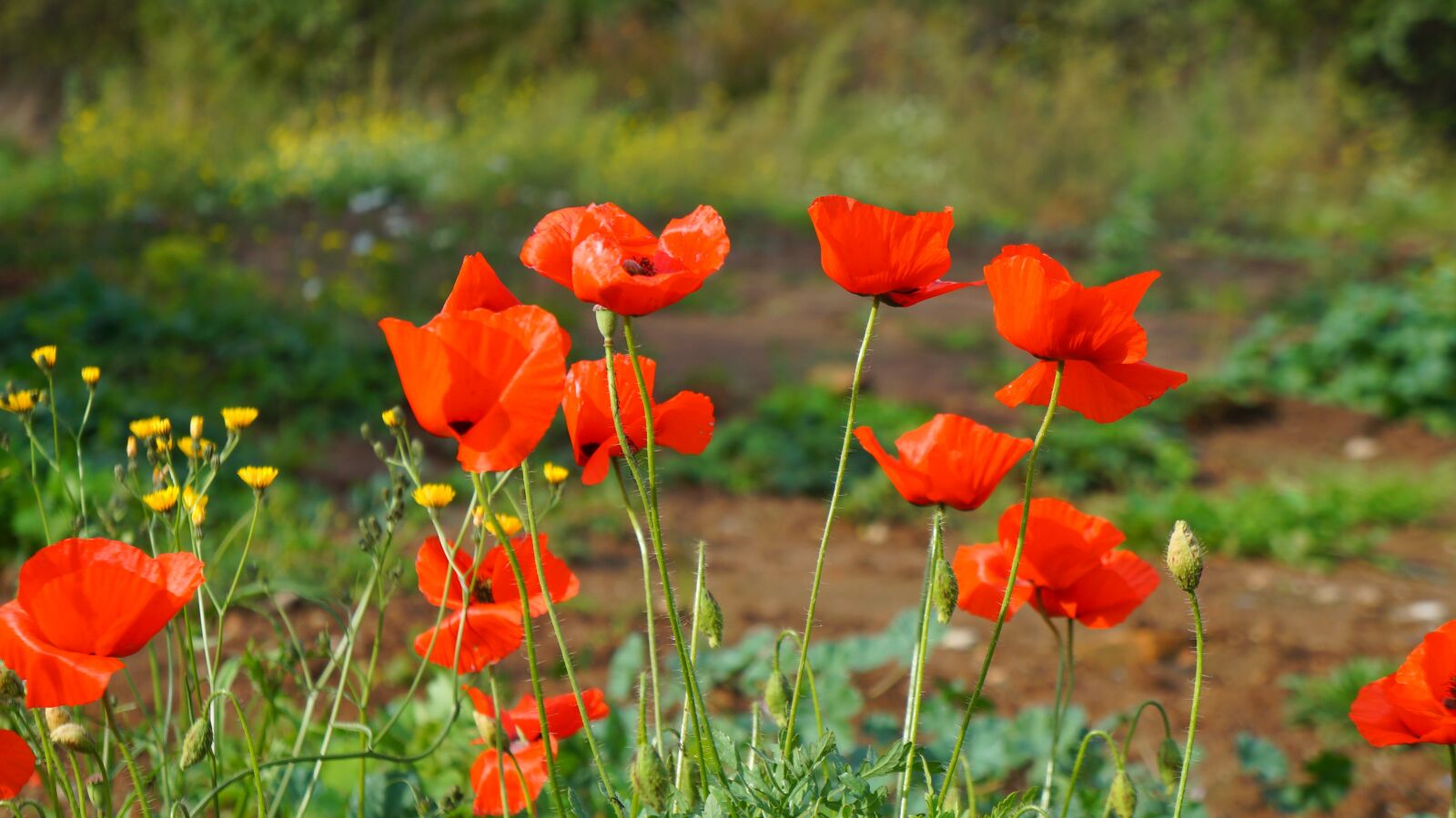 Sony Alpha a3000 + Sony E 18-55mm F3.5-5.6 OSS sample photo. Nature, plants, poppies photography