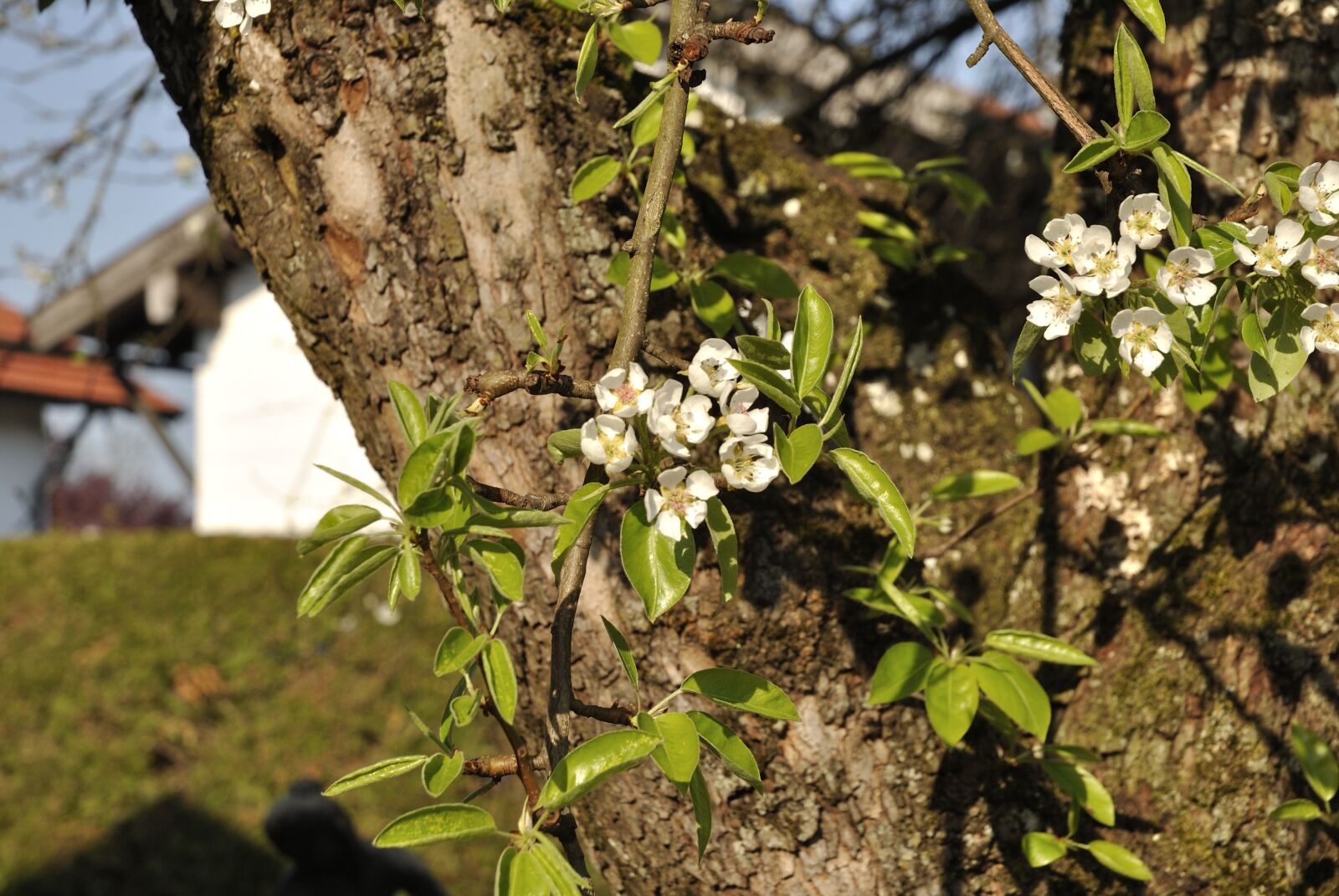 Nikon D3000 sample photo. Tree, nature, plant photography