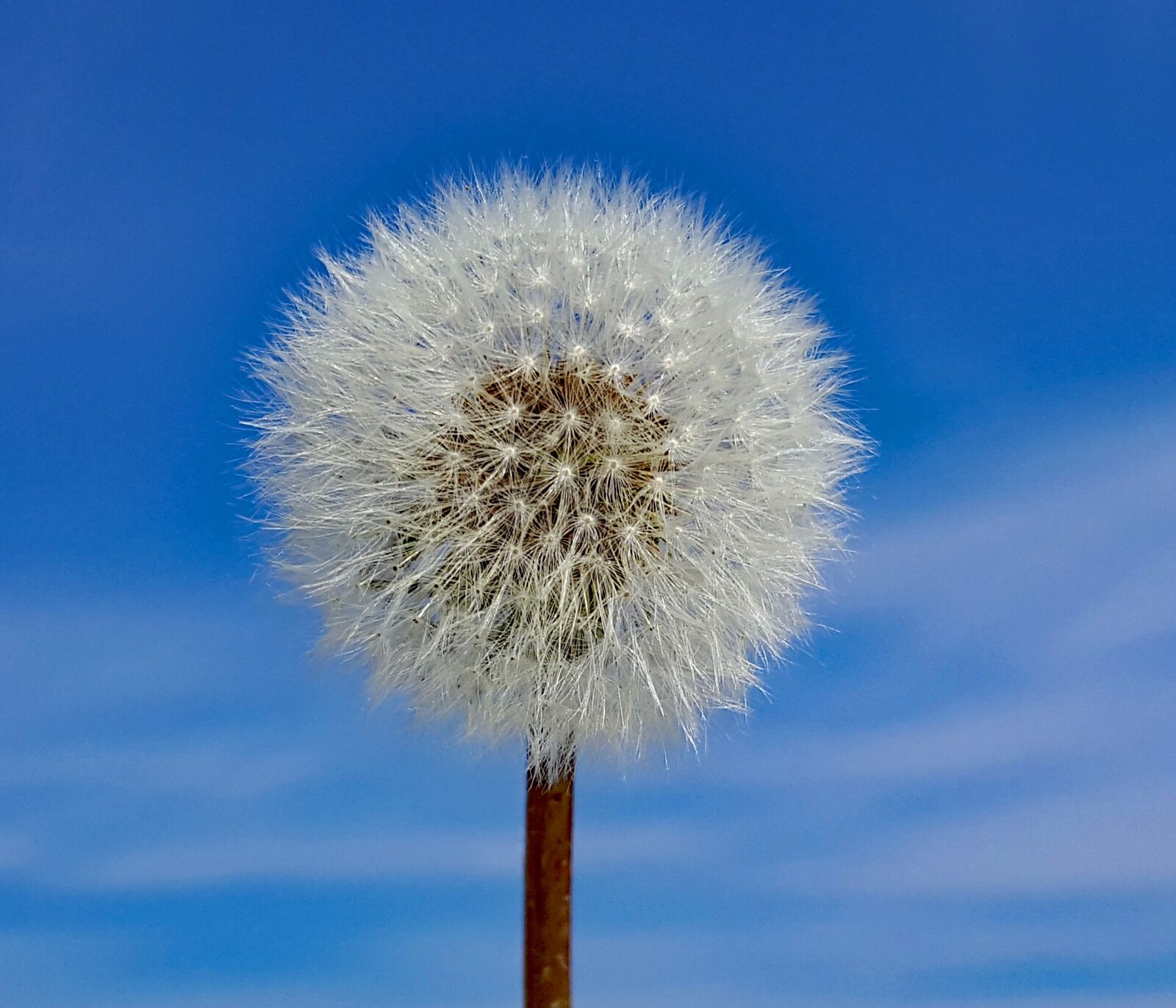 Samsung Galaxy Note5 sample photo. Dandelion, plant, seed photography