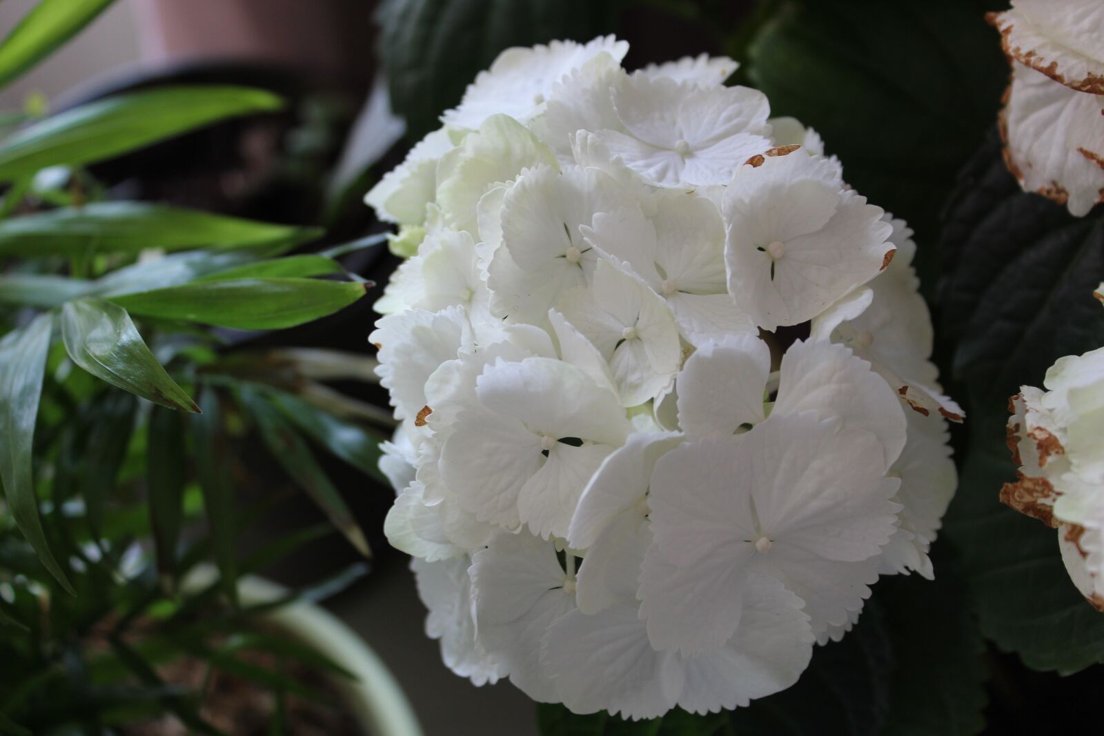 Canon EOS 1300D (EOS Rebel T6 / EOS Kiss X80) sample photo. Flower, nature, spring photography