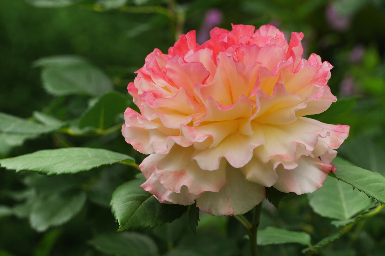 Panasonic Lumix DMC-GX7 sample photo. Rose, flower, blossom photography