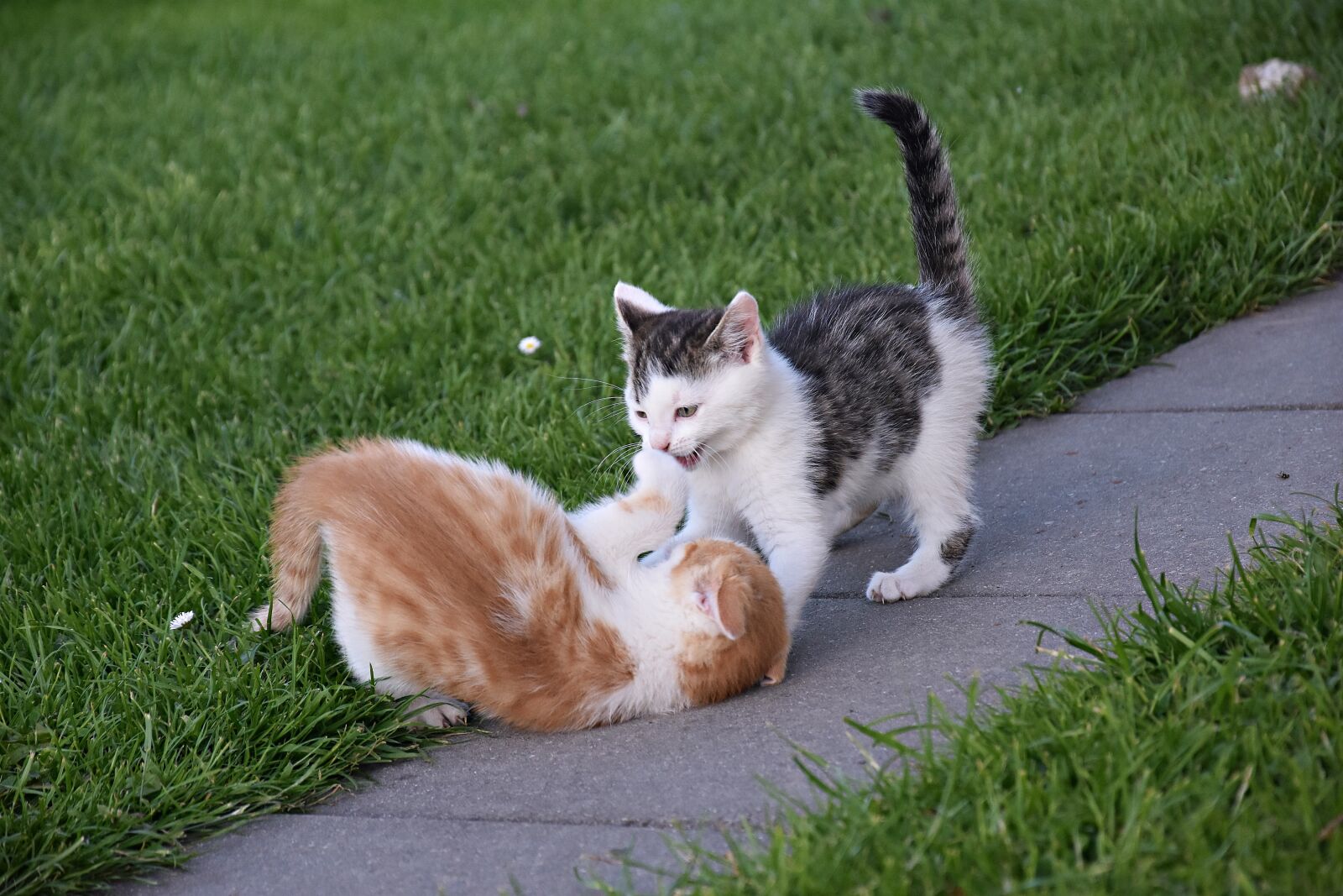 Nikon D3400 sample photo. Grass, cute, animal photography