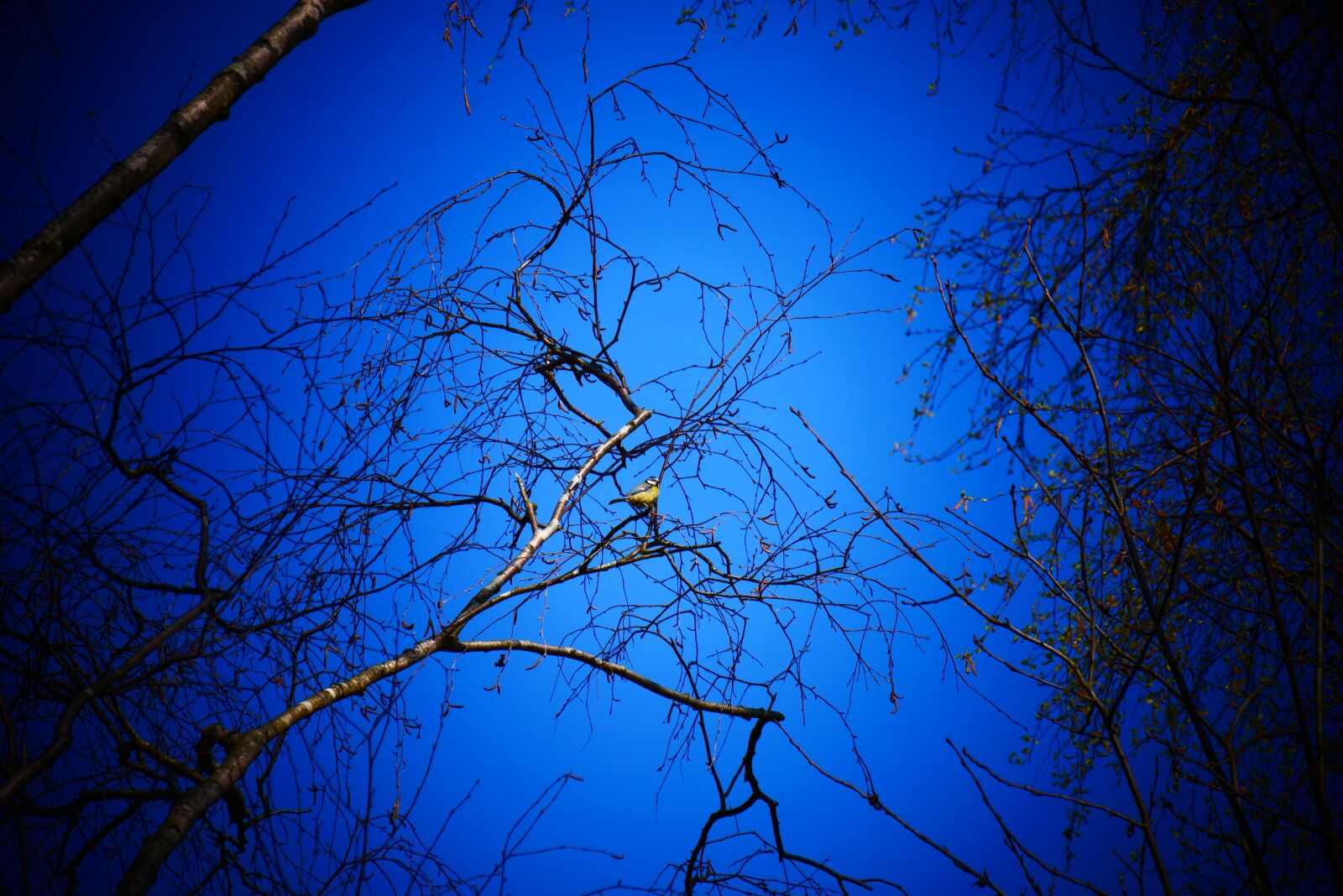 Panasonic Lumix DMC-G85 (Lumix DMC-G80) sample photo. Forest, blue tree, trees photography
