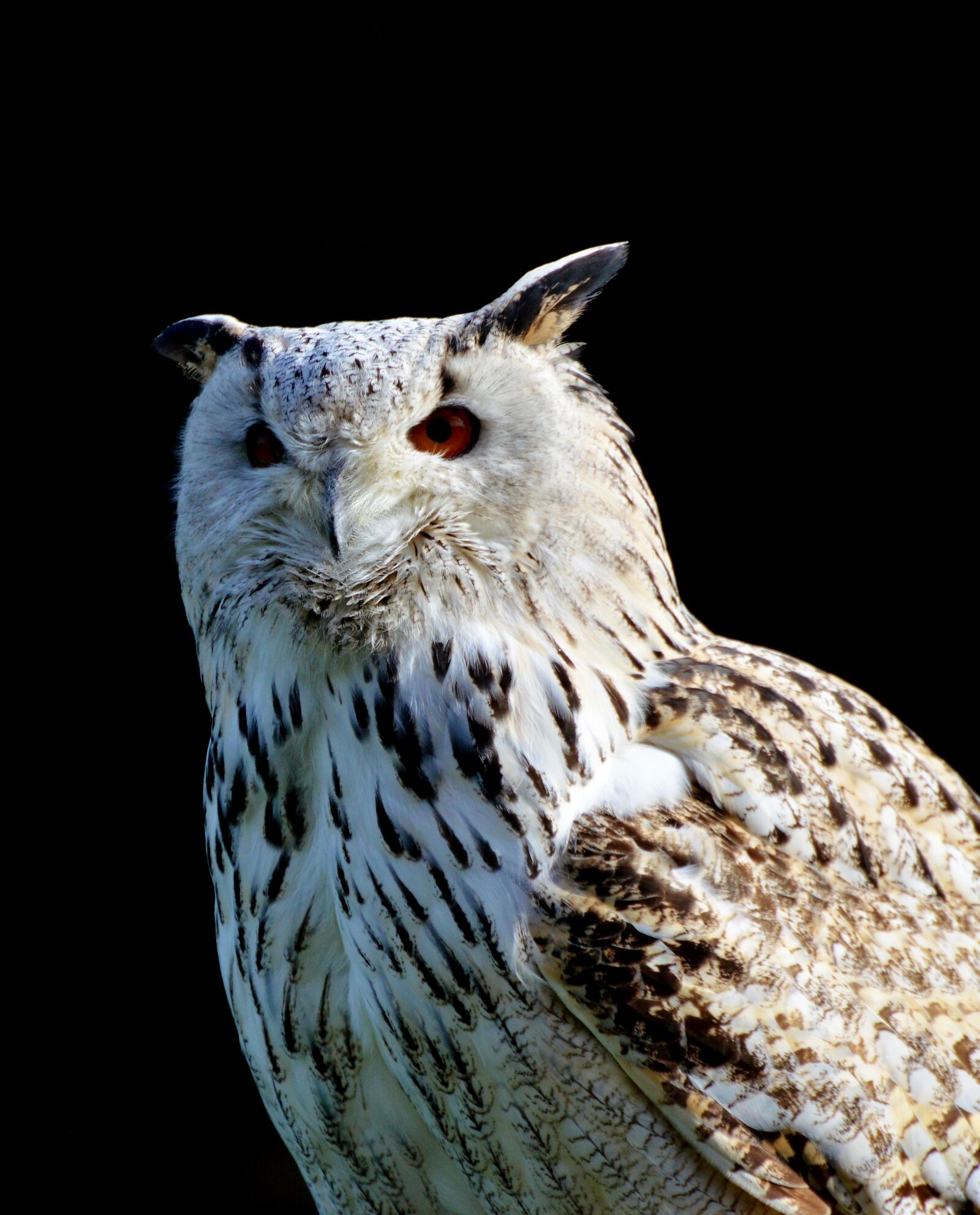 Nikon D3200 sample photo. Barn owl, owl, raptor photography