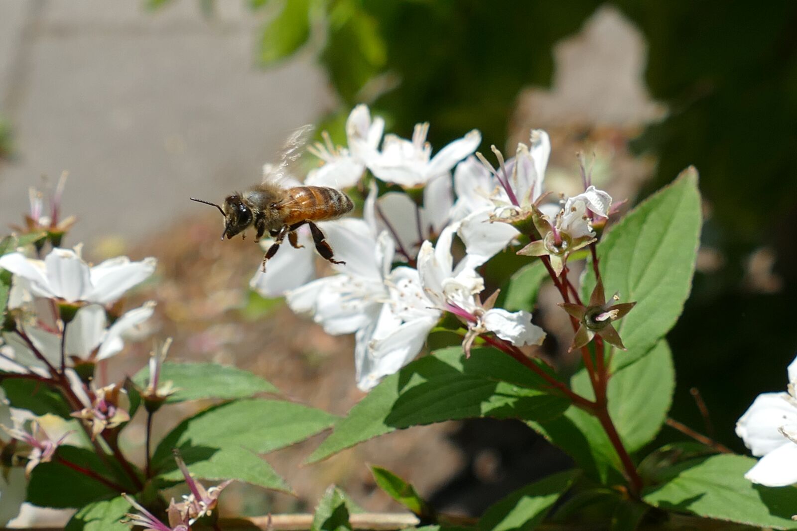 Panasonic Lumix DMC-FZ1000 sample photo. Bee, bug, nectar photography