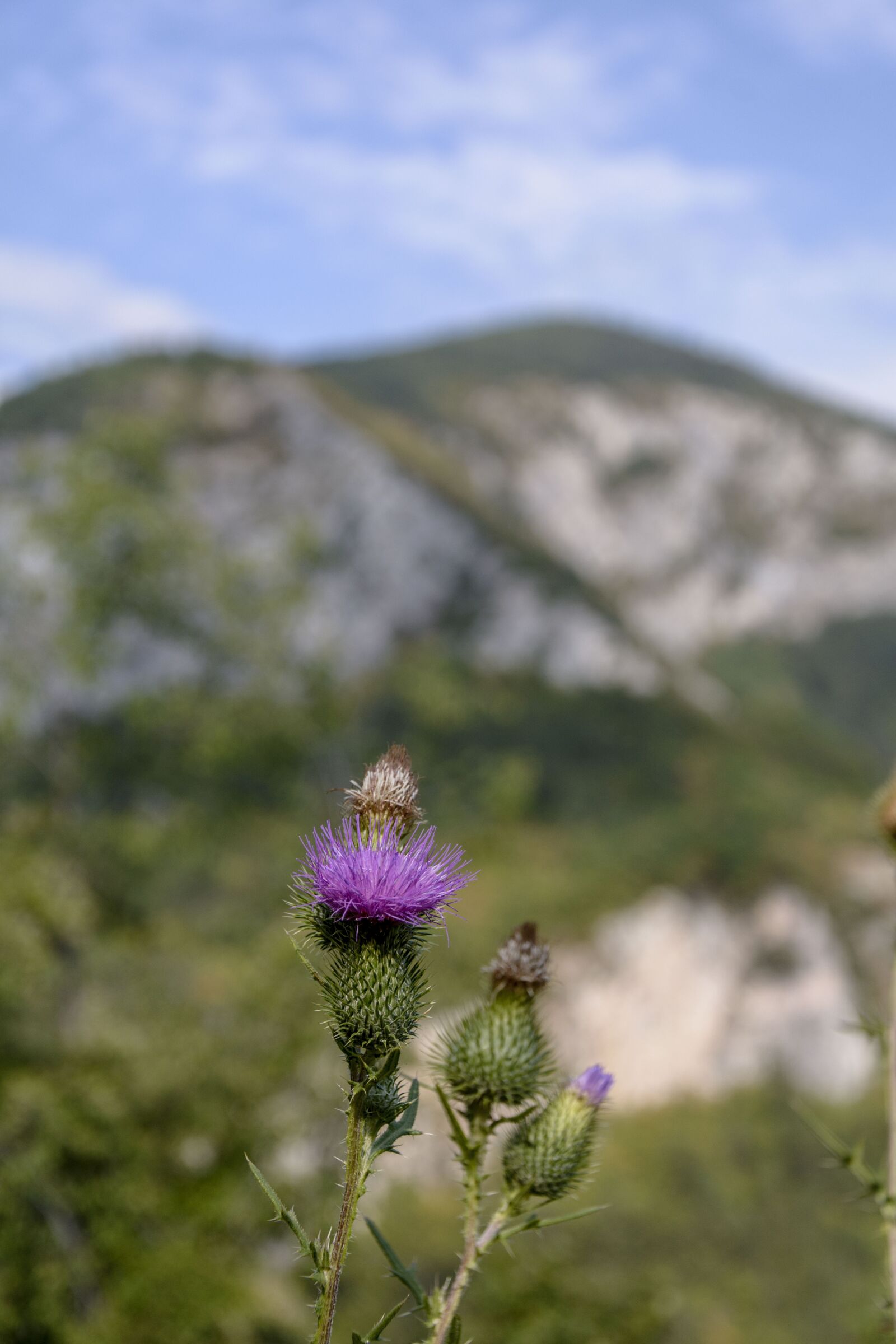 Nikon D7100 sample photo. Thistle, nature, prickle photography