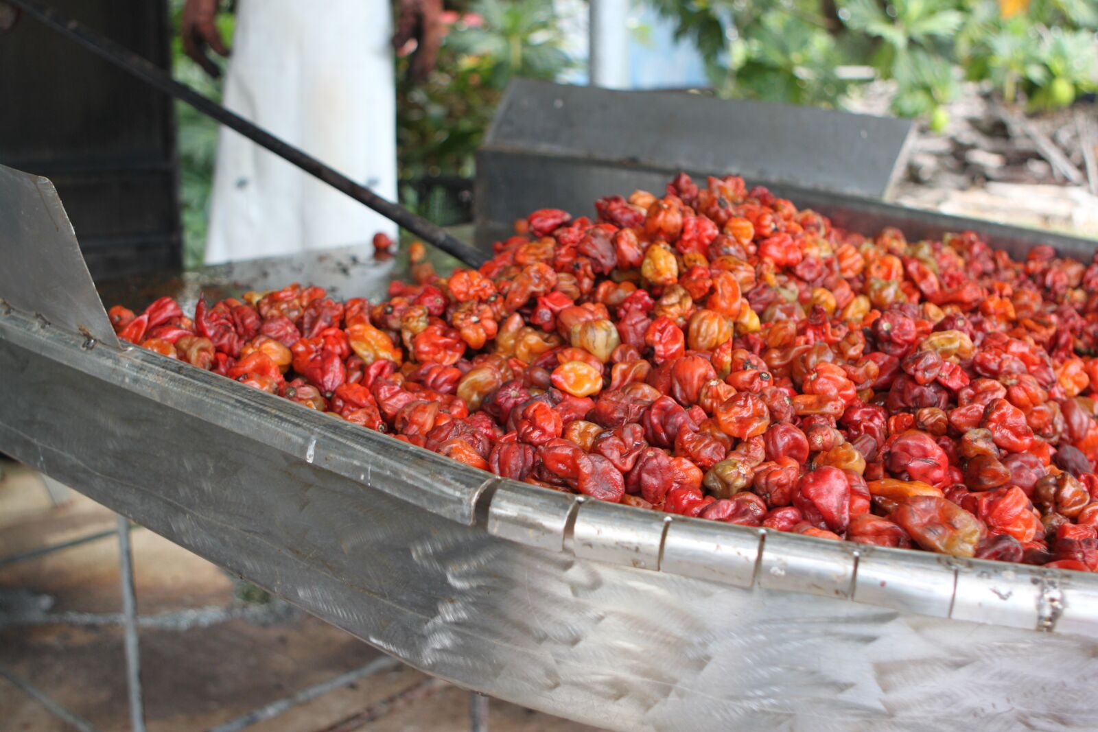 Canon EOS 500D (EOS Rebel T1i / EOS Kiss X3) sample photo. Red habanero, smoker, belize photography