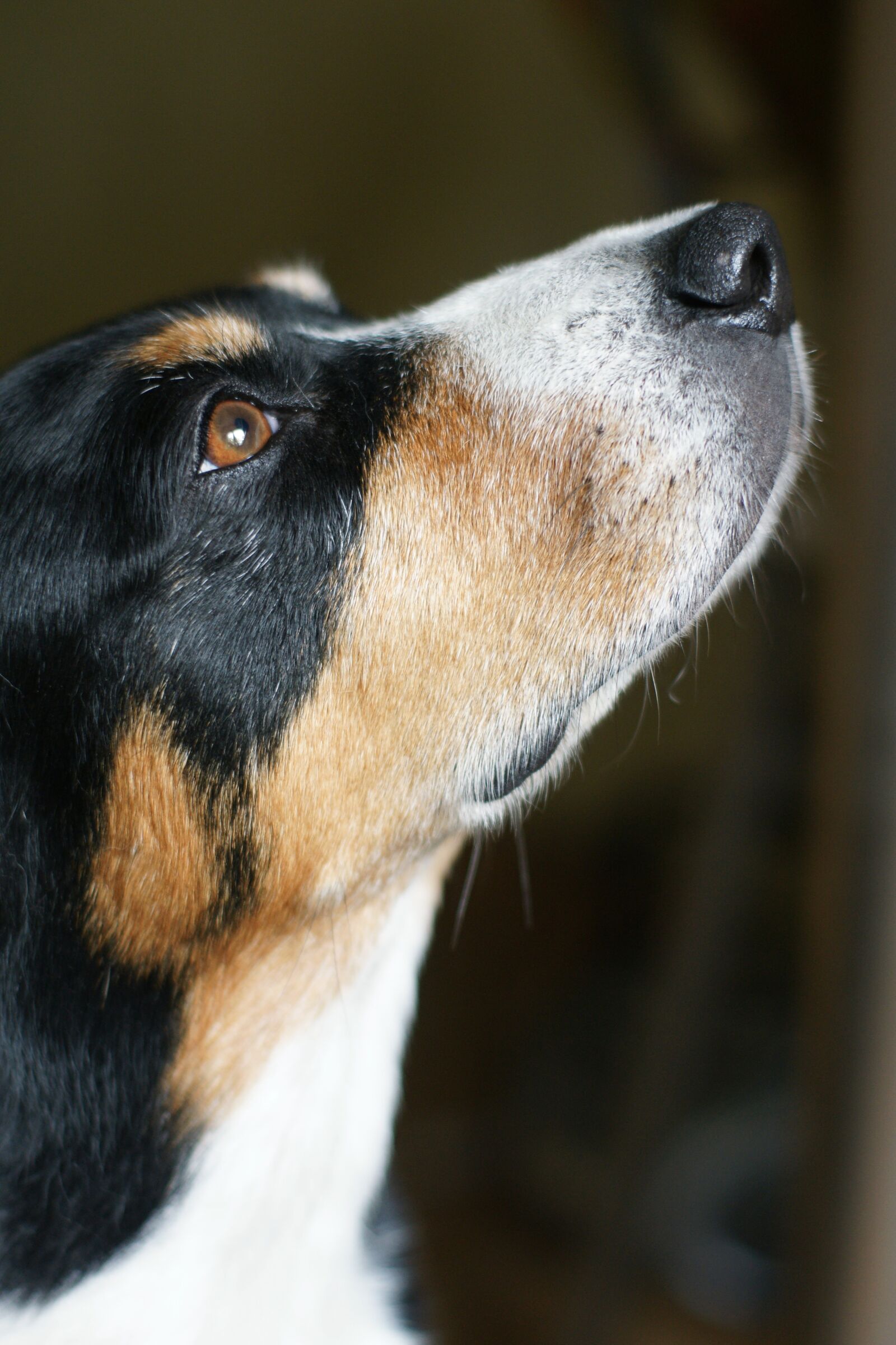 Sony Alpha DSLR-A700 sample photo. Entlebucher, dog, eyes photography