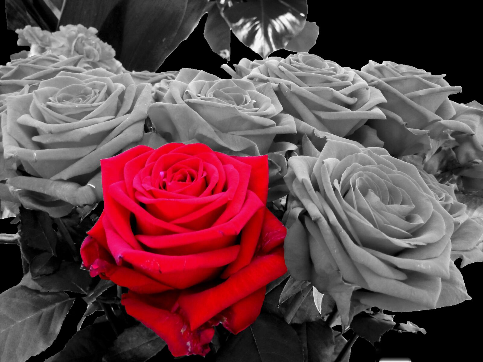 Panasonic DMC-TZ7 sample photo. Roses, red, black and photography