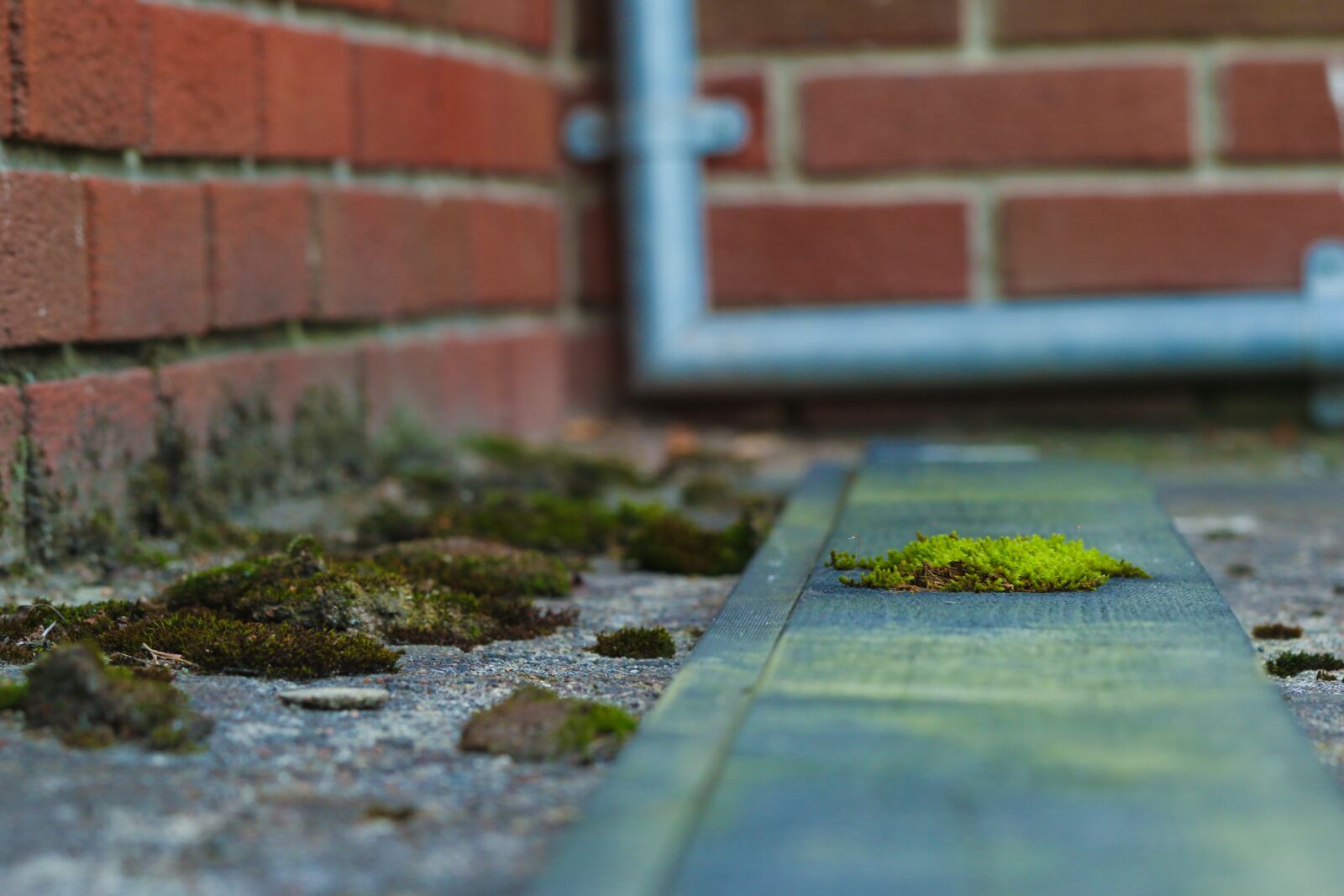 Canon EOS 7D Mark II sample photo. Moss, green, nature photography