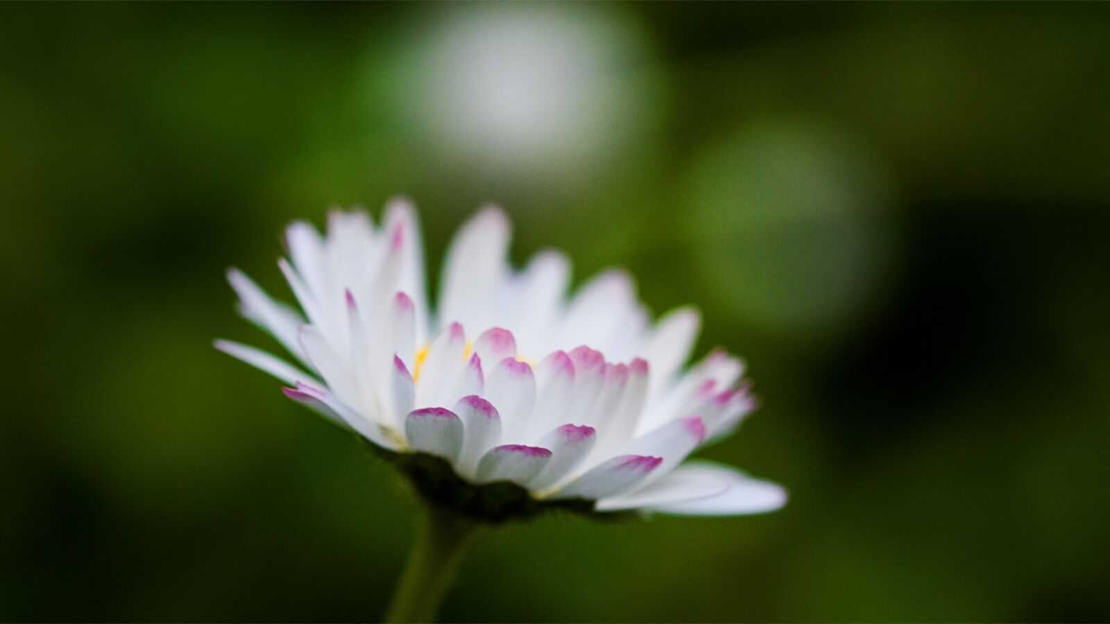 Nikon D7200 sample photo. Daisies, spring, nature photography